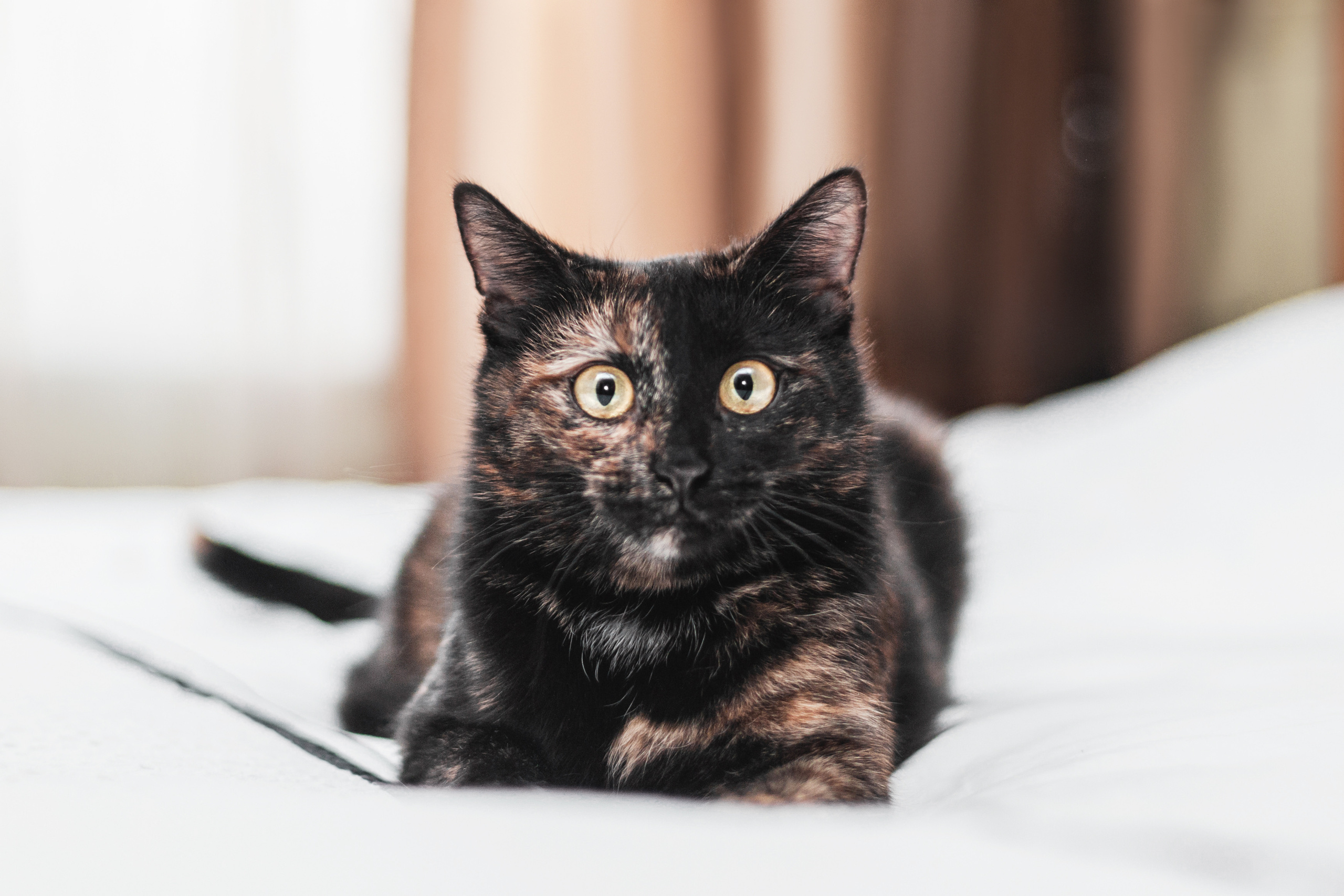 Кошка Черепашка 2023. Фотограф-анималист Татьяна Степанова