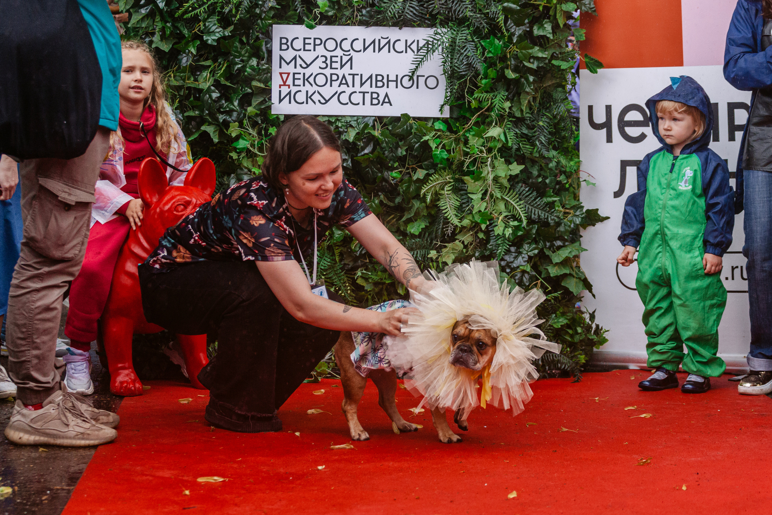 Парад французских бульдогов 15.07.2023. Фотограф-анималист Татьяна Степанова