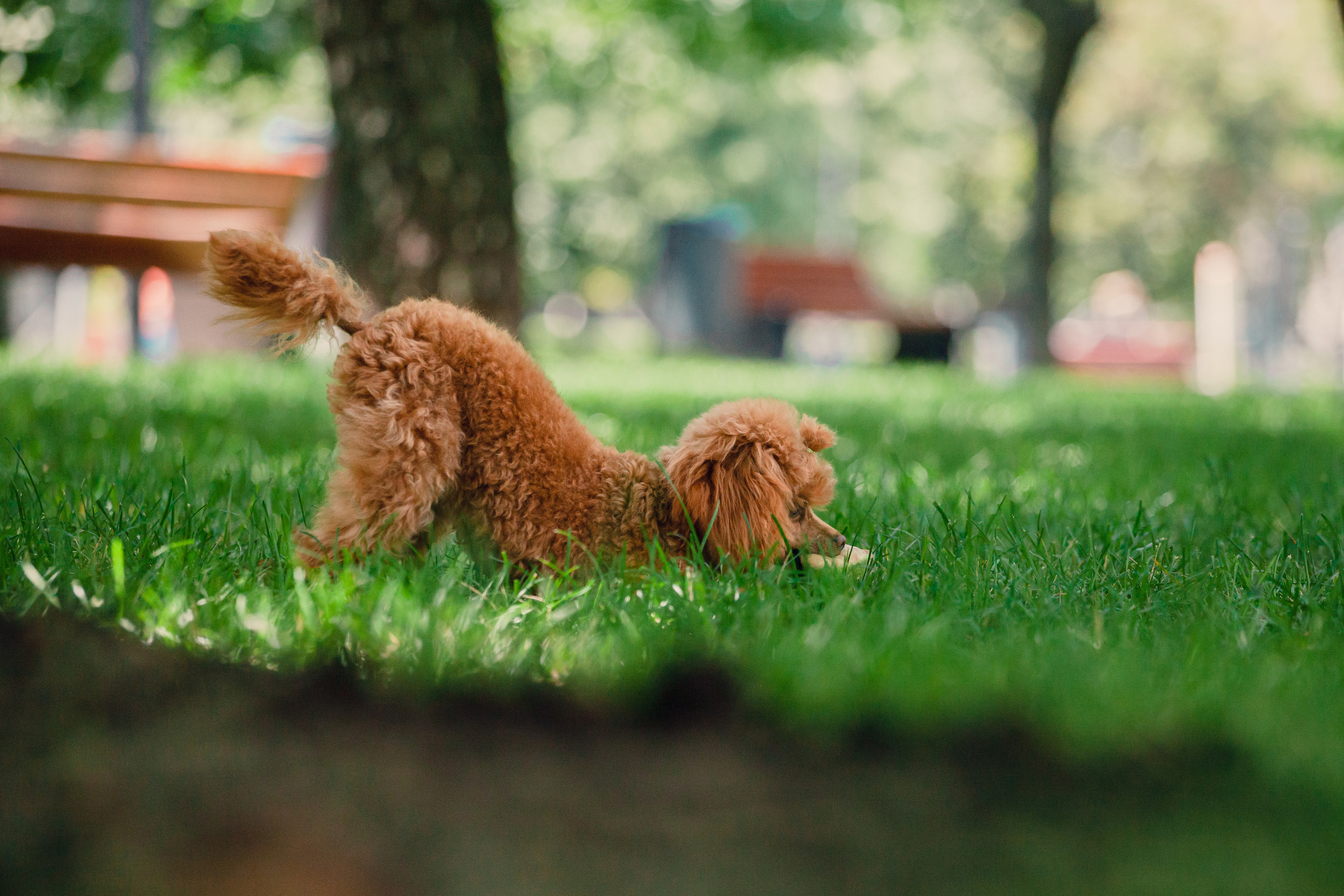 Оля и Ася. Фотограф-анималист Татьяна Степанова