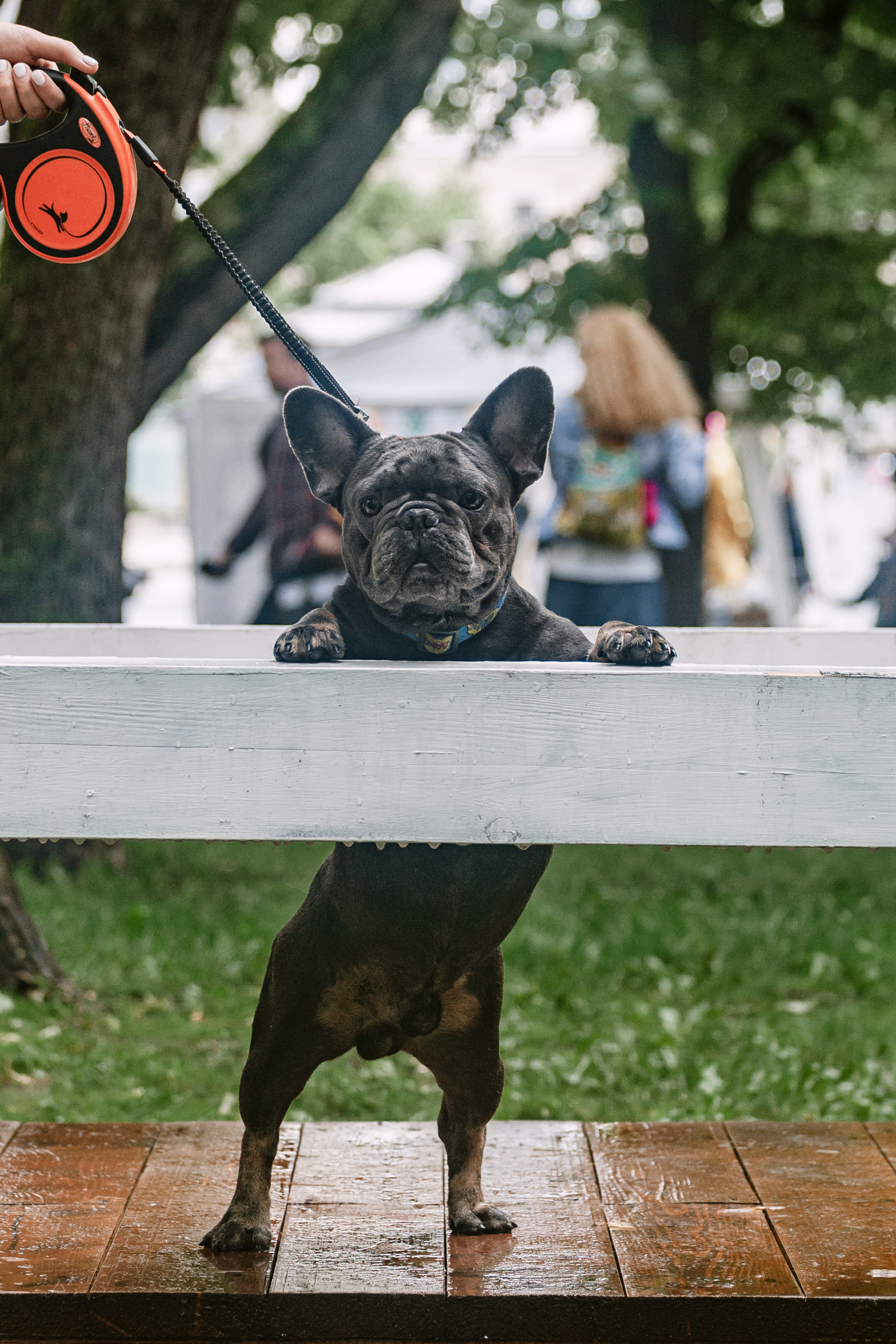 Парад французских бульдогов 15.07.2023. Фотограф-анималист Татьяна Степанова
