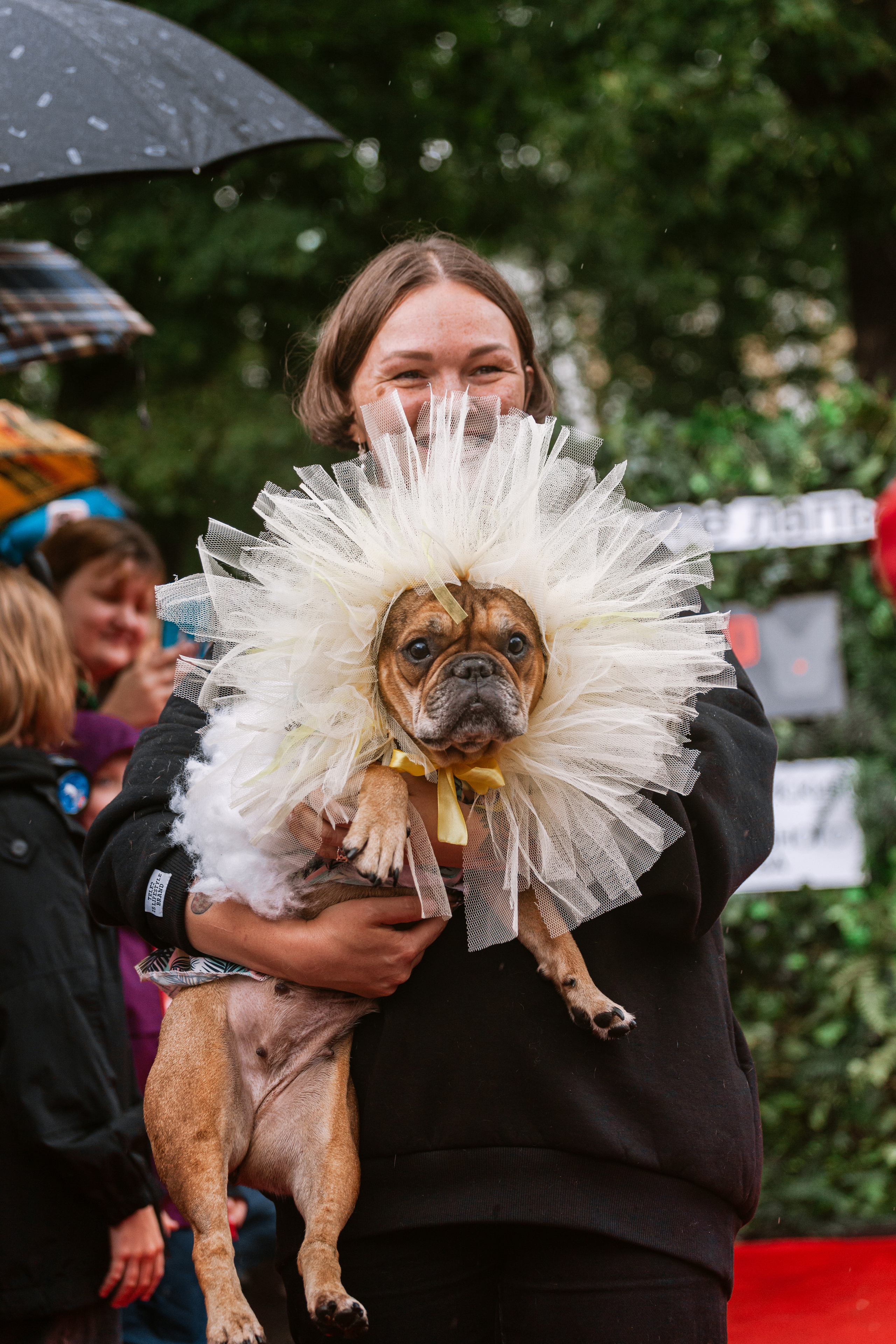 Парад французских бульдогов 15.07.2023. Фотограф-анималист Татьяна Степанова