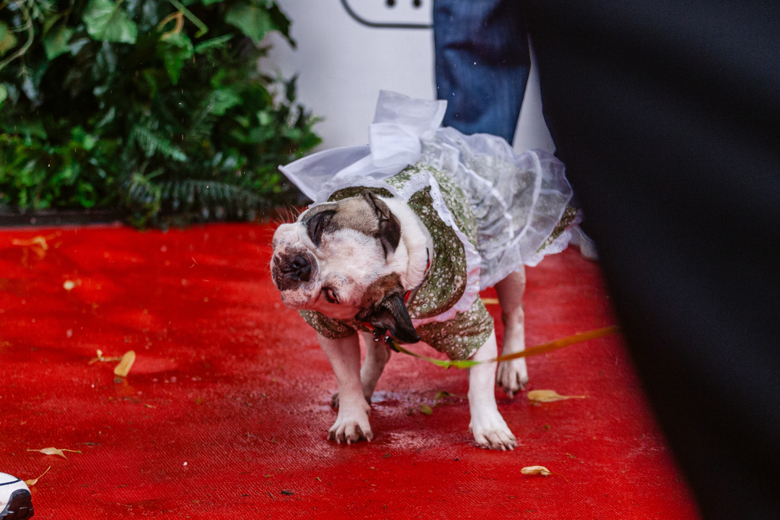 Парад французских бульдогов 15.07.2023. Фотограф-анималист Татьяна Степанова