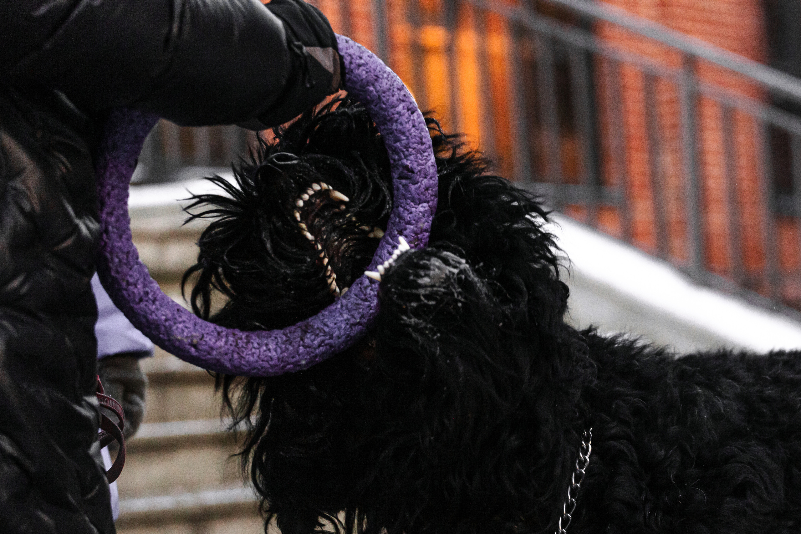 Фотопрогулка завод Арма. Фотограф-анималист Татьяна Степанова