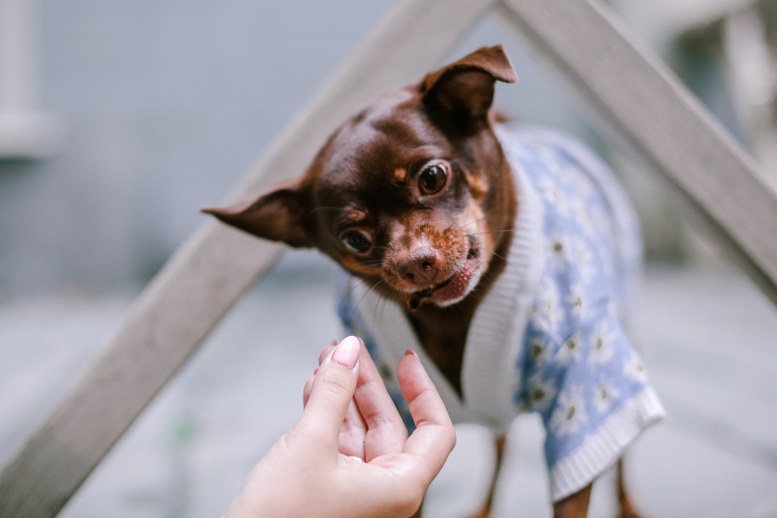 Юля и Леонид. Фотограф-анималист Татьяна Степанова