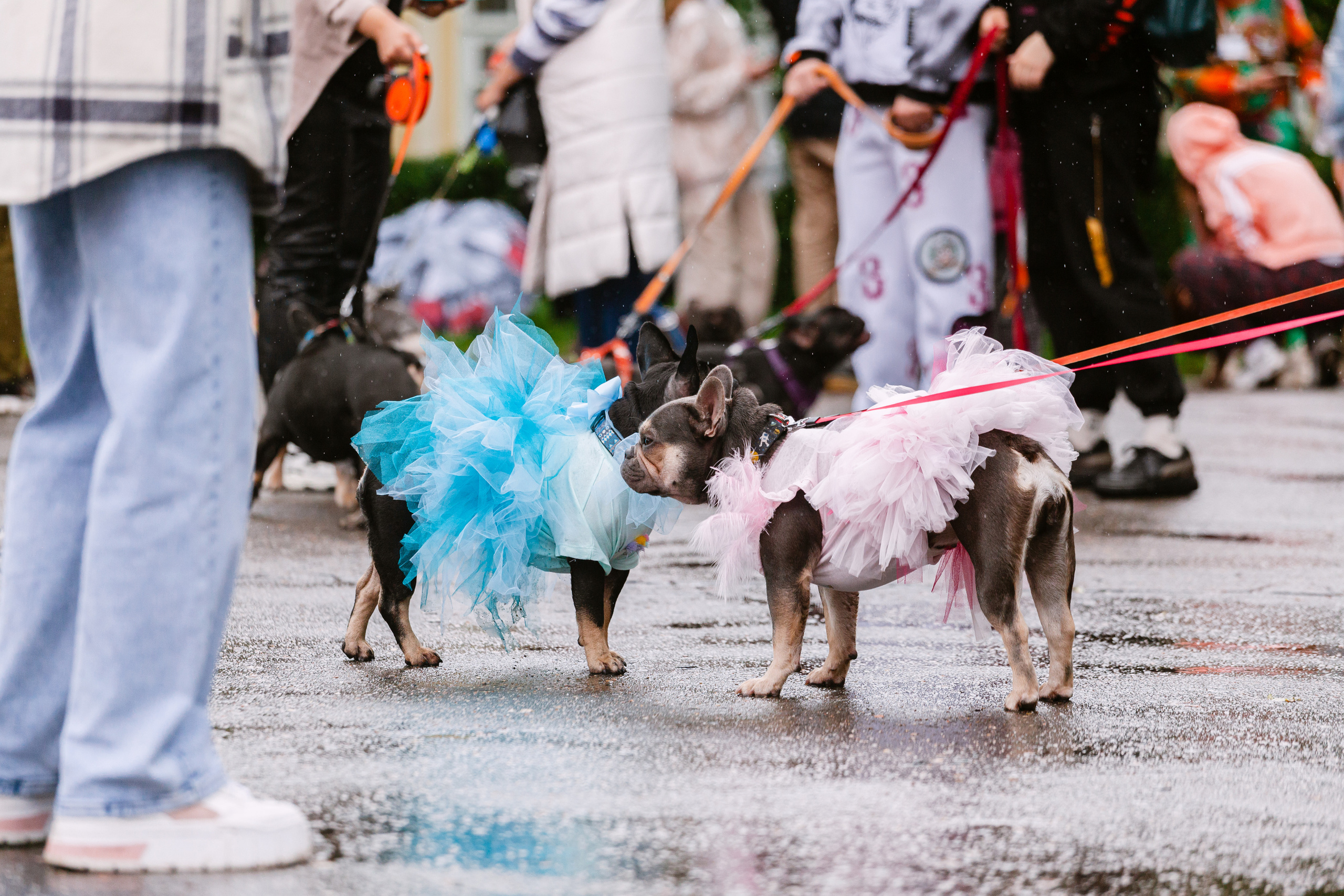 Парад французских бульдогов 15.07.2023. Фотограф-анималист Татьяна Степанова