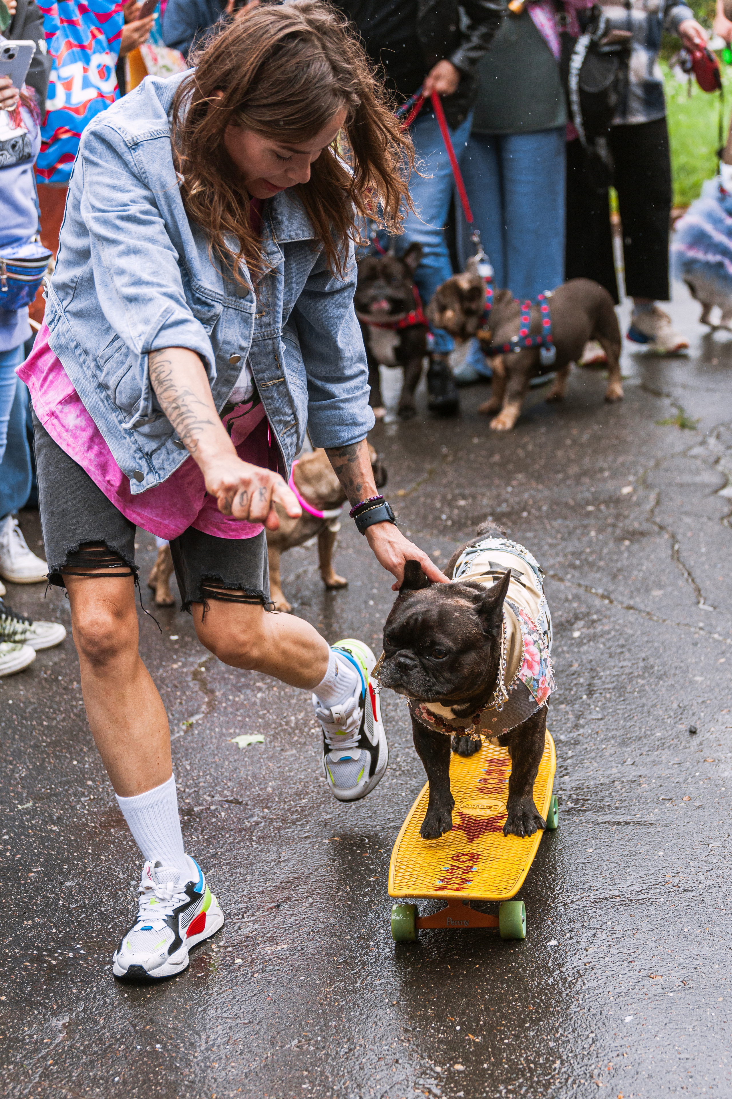 Парад французских бульдогов 15.07.2023. Фотограф-анималист Татьяна Степанова