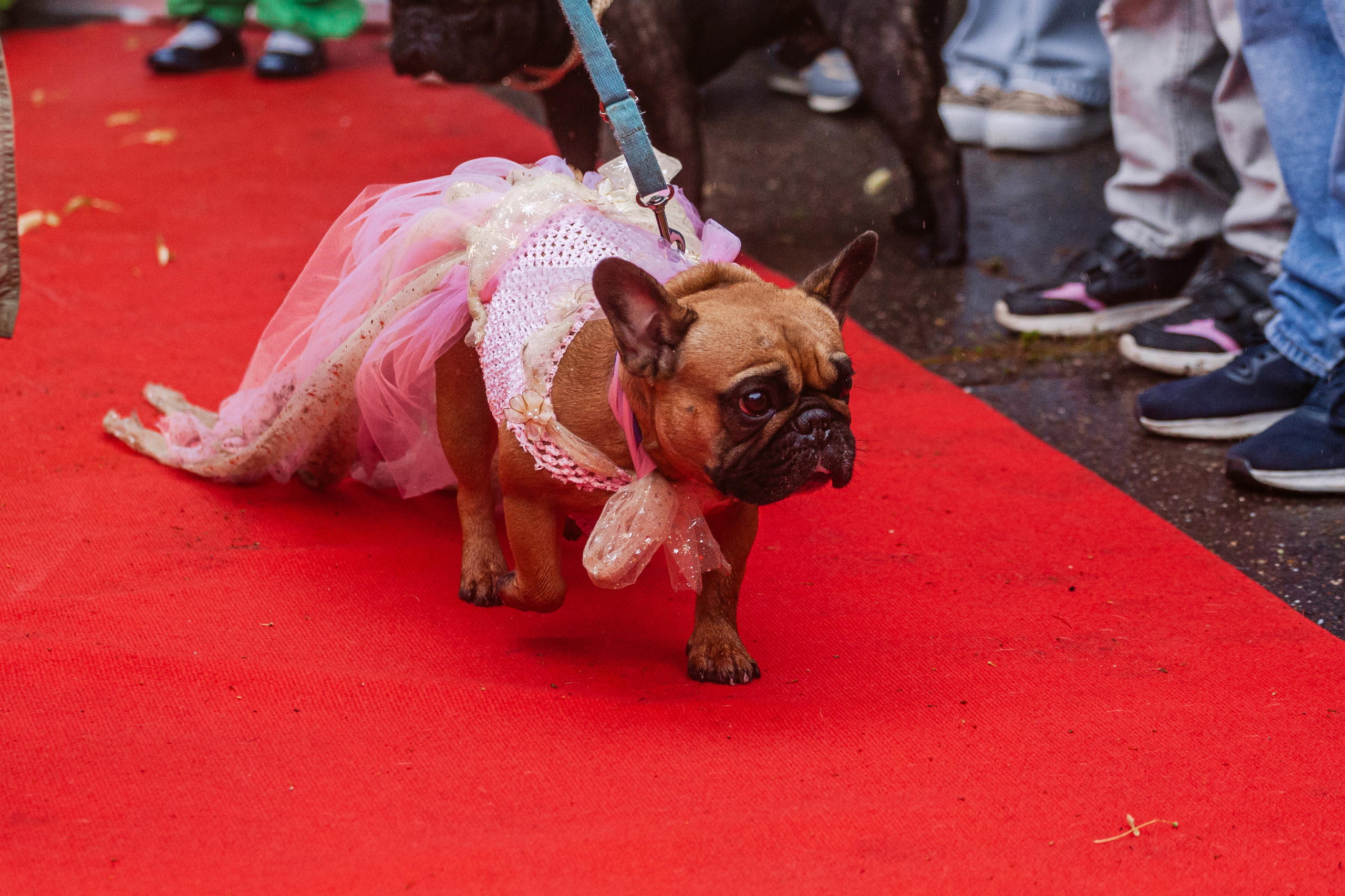 Парад французских бульдогов 15.07.2023. Фотограф-анималист Татьяна Степанова