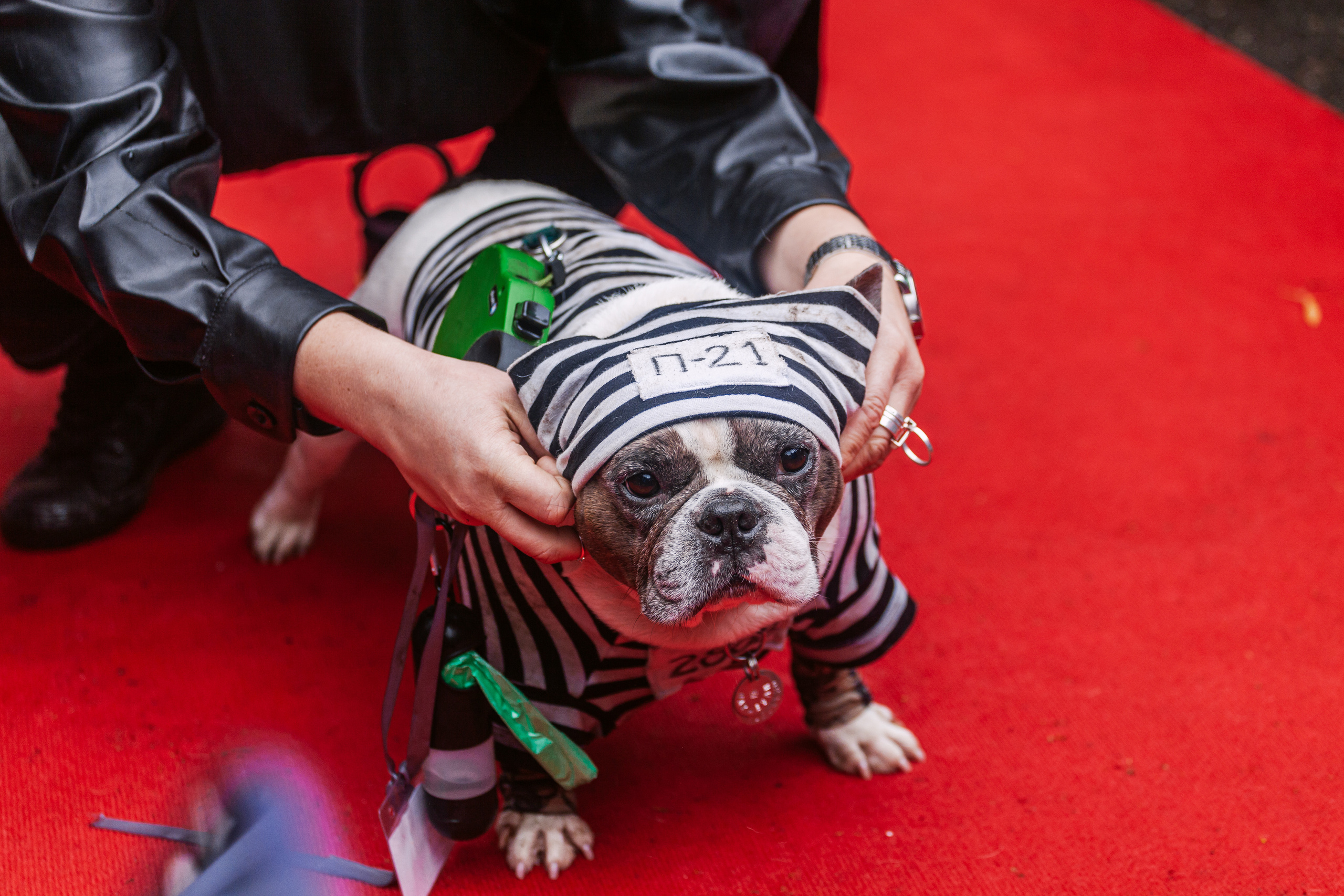 Парад французских бульдогов 15.07.2023. Фотограф-анималист Татьяна Степанова