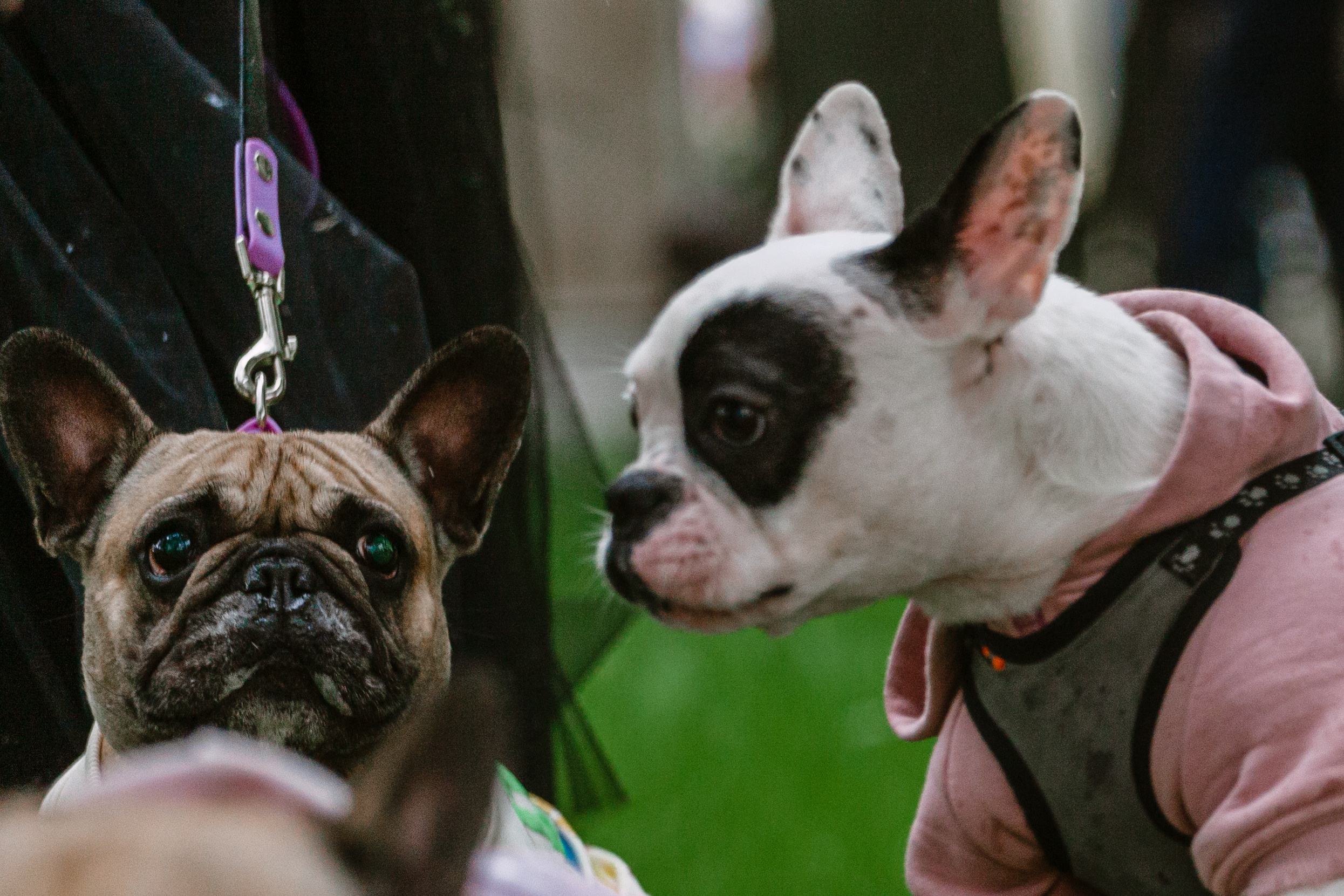 Парад французских бульдогов 15.07.2023. Фотограф-анималист Татьяна Степанова