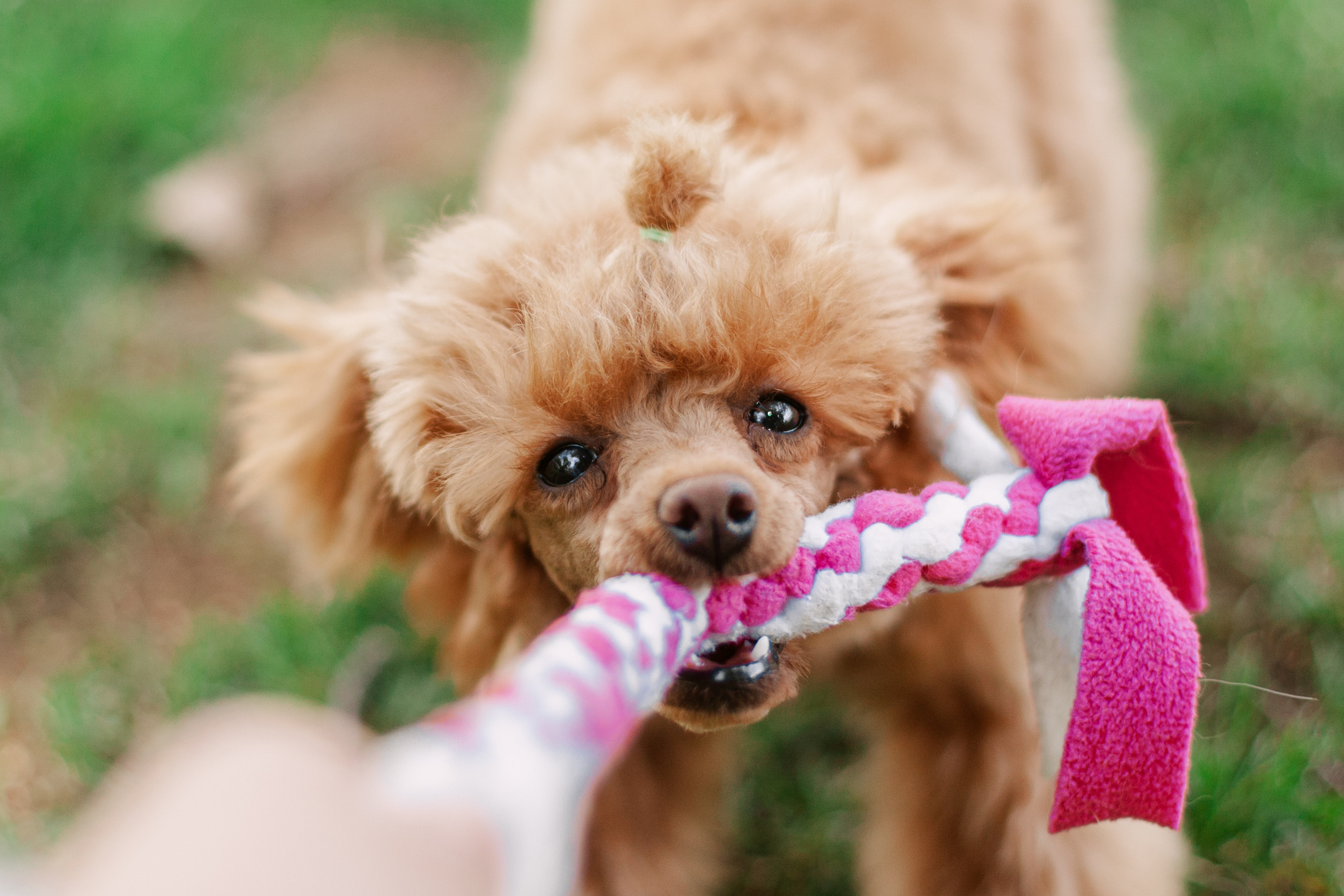 Оля и Ася. Фотограф-анималист Татьяна Степанова