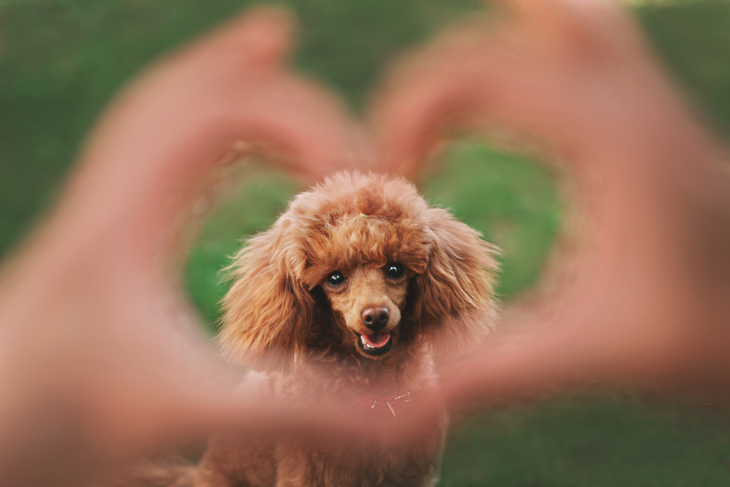 Оля и Ася. Фотограф-анималист Татьяна Степанова