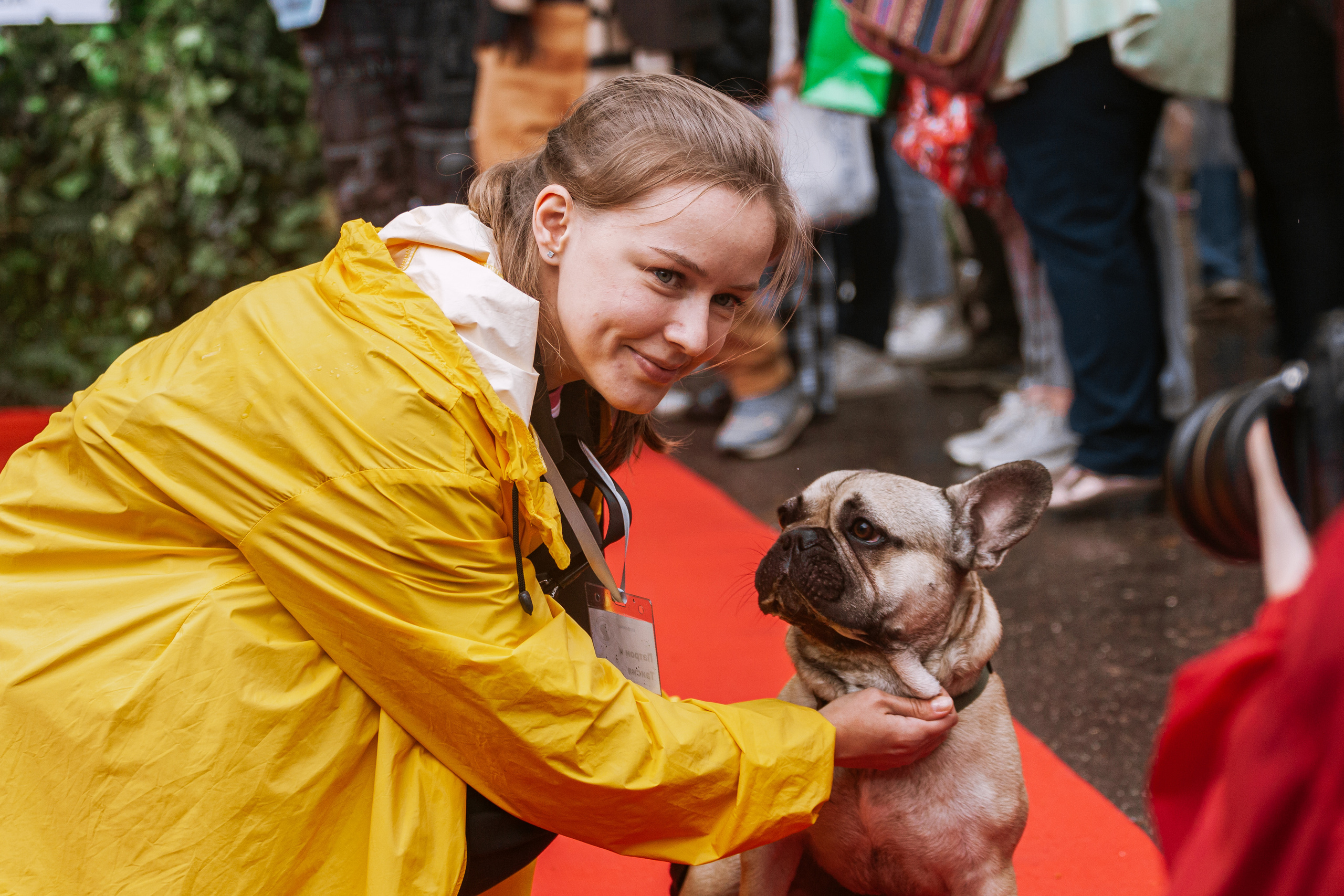 Парад французских бульдогов 15.07.2023. Фотограф-анималист Татьяна Степанова