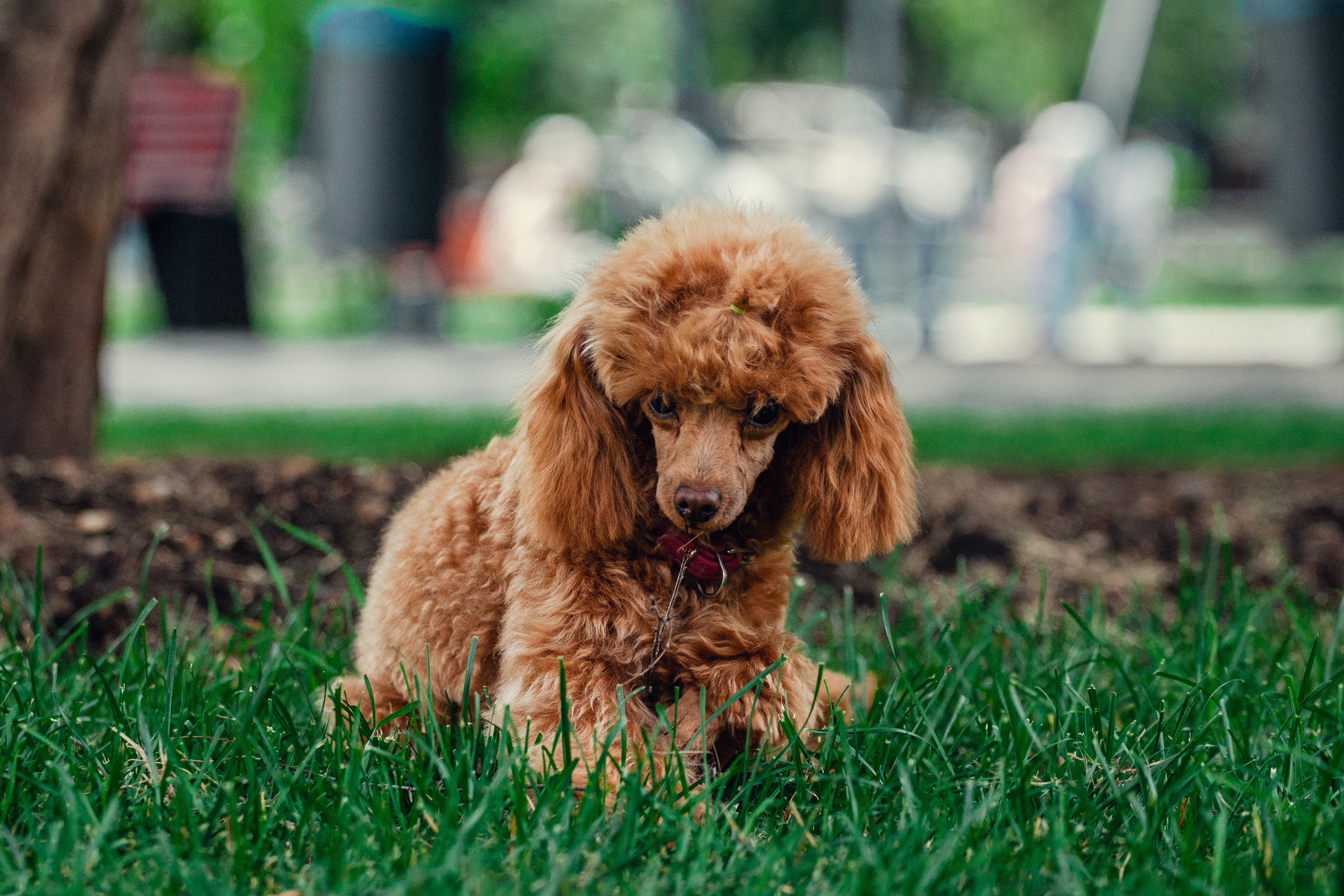 Оля и Ася. Фотограф-анималист Татьяна Степанова