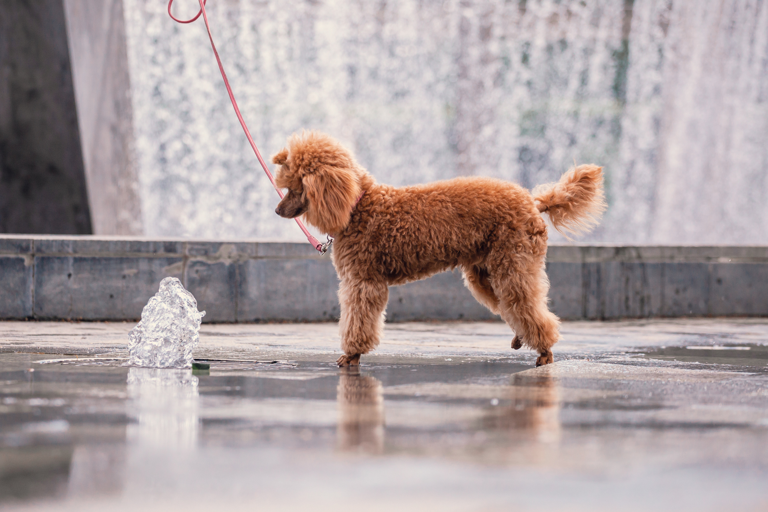 Оля и Ася. Фотограф-анималист Татьяна Степанова