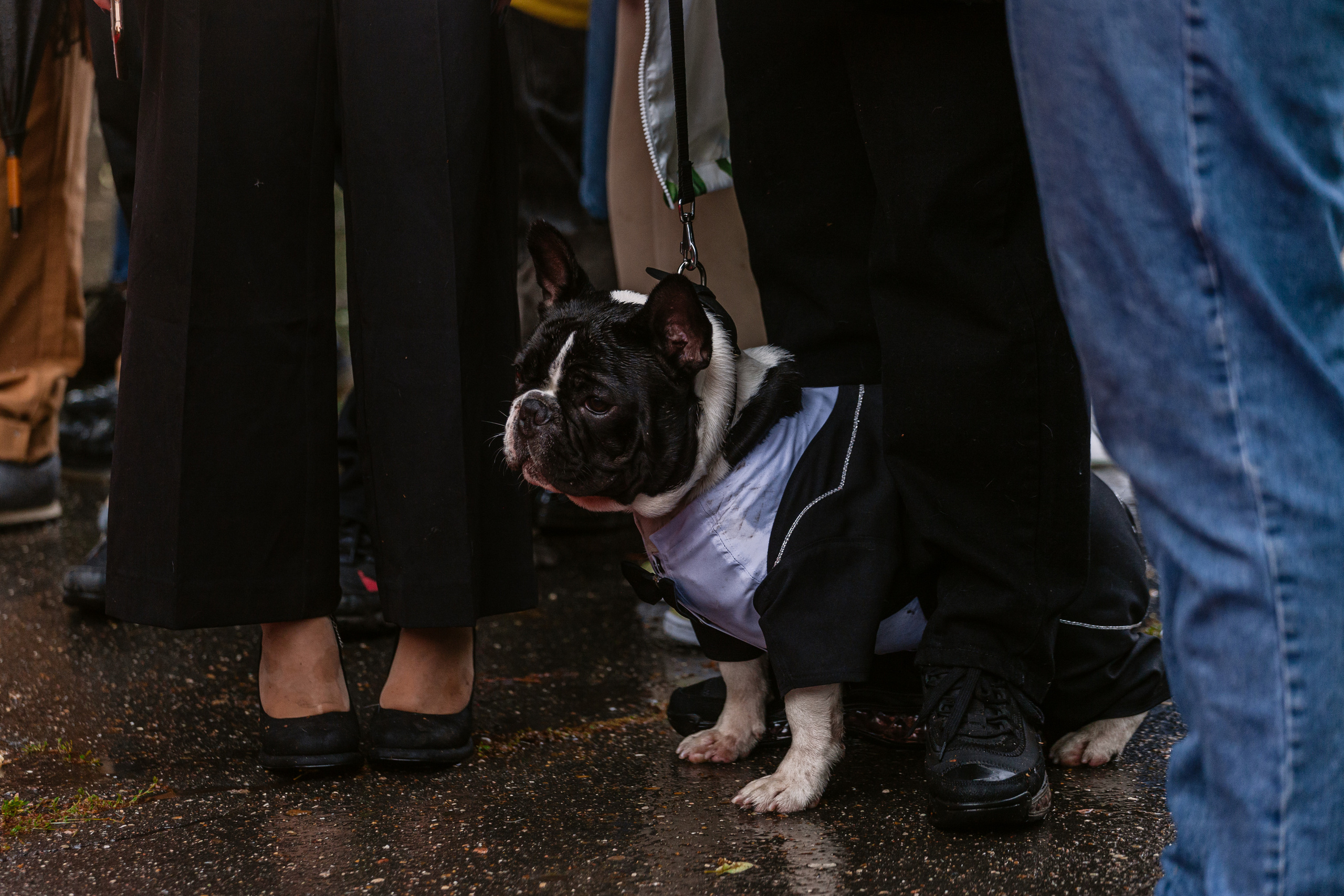 Парад французских бульдогов 15.07.2023. Фотограф-анималист Татьяна Степанова