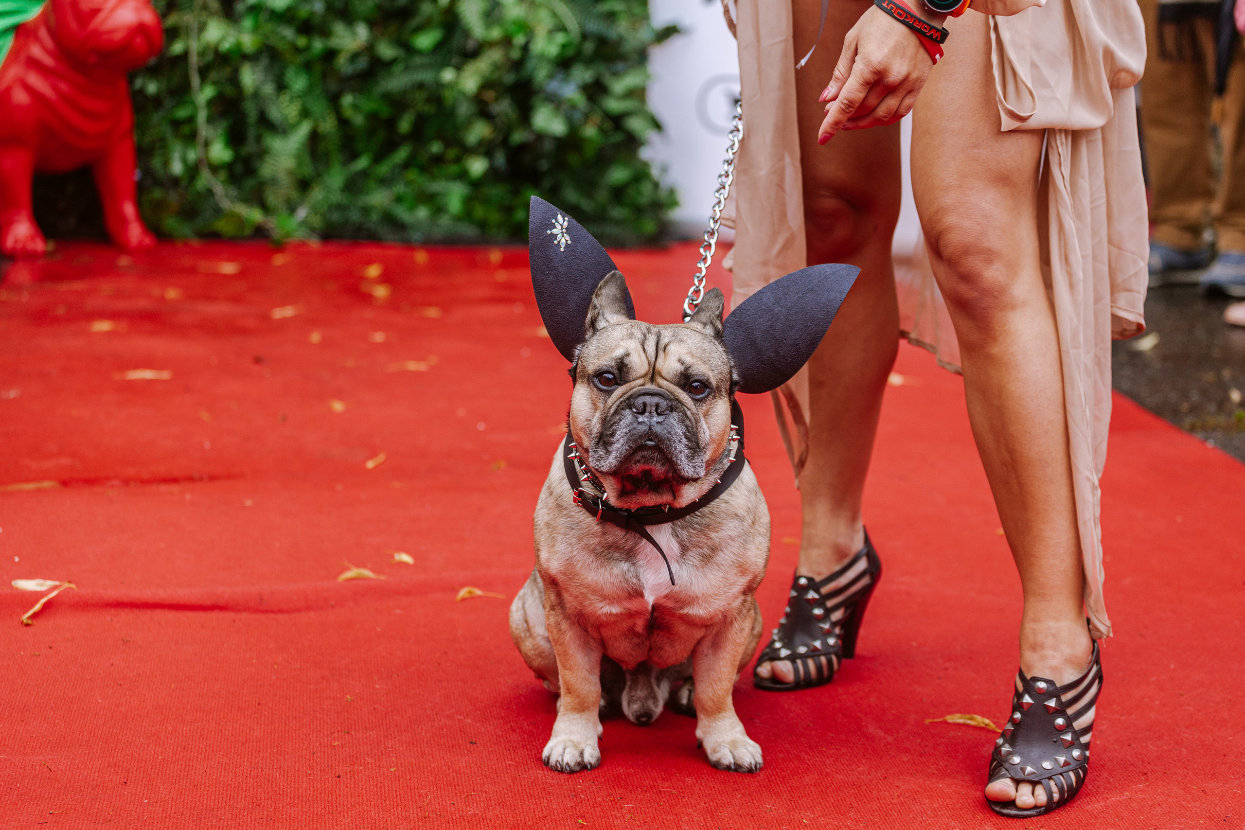 Парад французских бульдогов 15.07.2023. Фотограф-анималист Татьяна Степанова