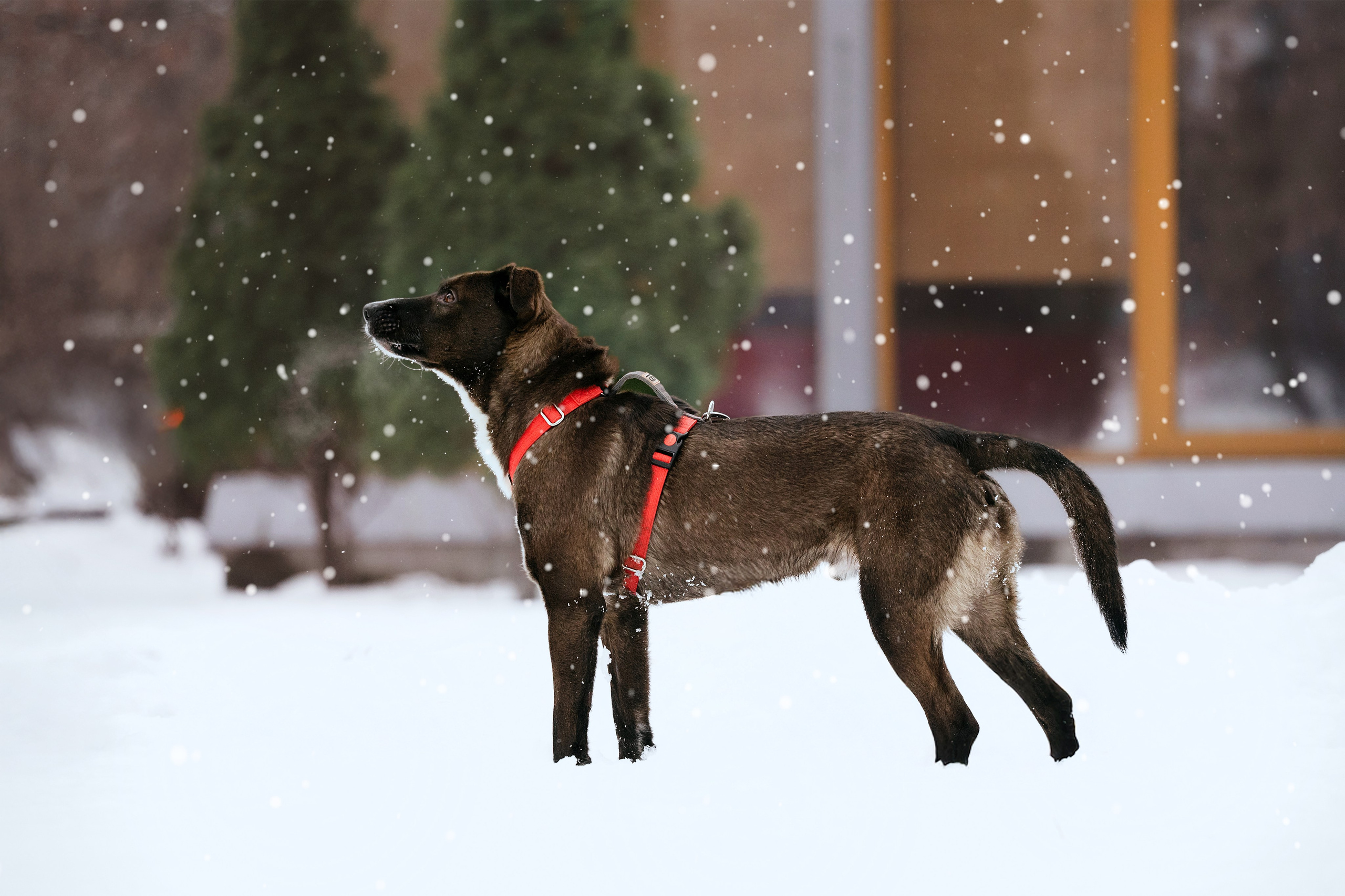 Собаки из приюта Дубовая роща зима. Фотограф-анималист Татьяна Степанова