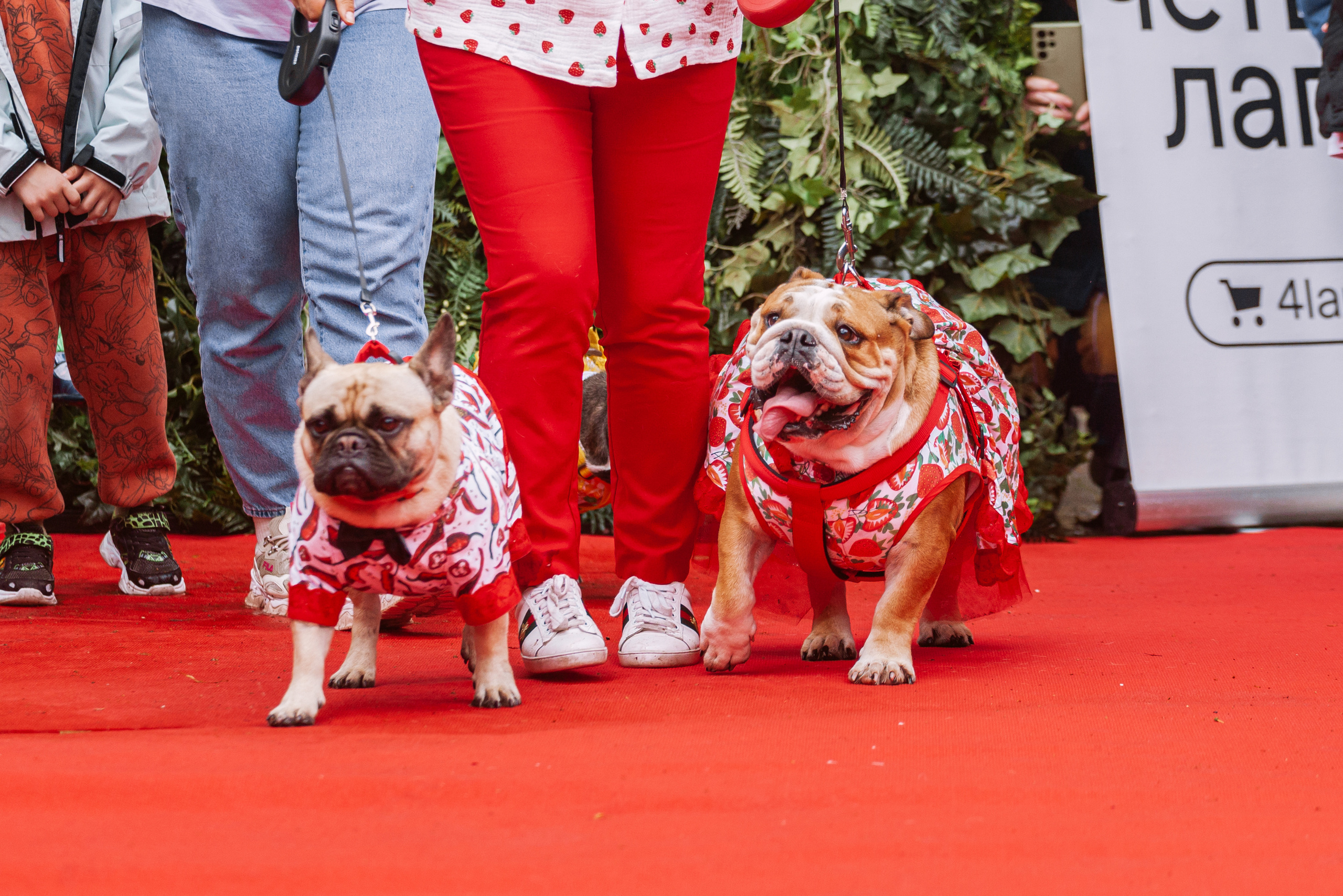 Парад французских бульдогов 15.07.2023. Фотограф-анималист Татьяна Степанова