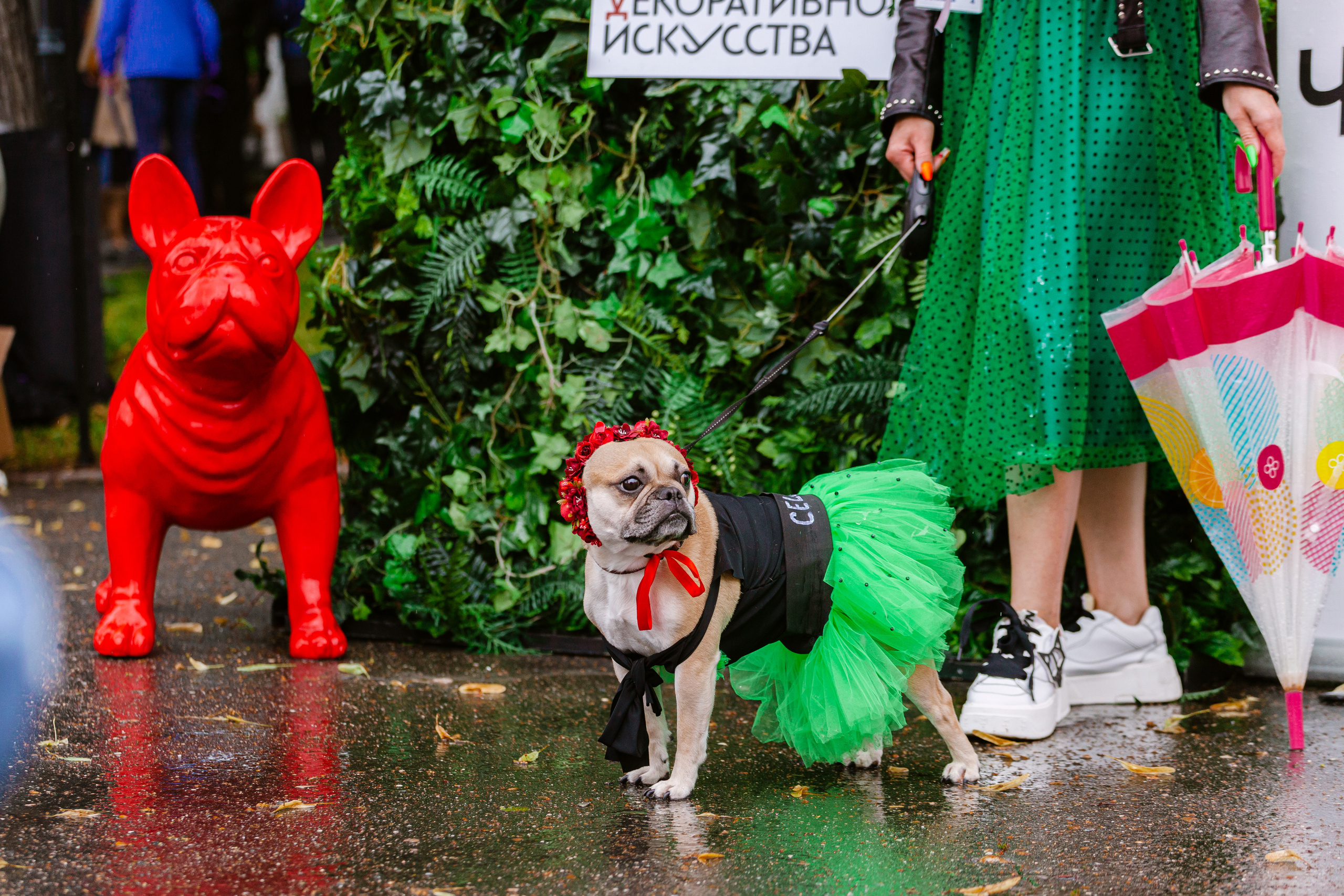 Парад французских бульдогов 15.07.2023. Фотограф-анималист Татьяна Степанова