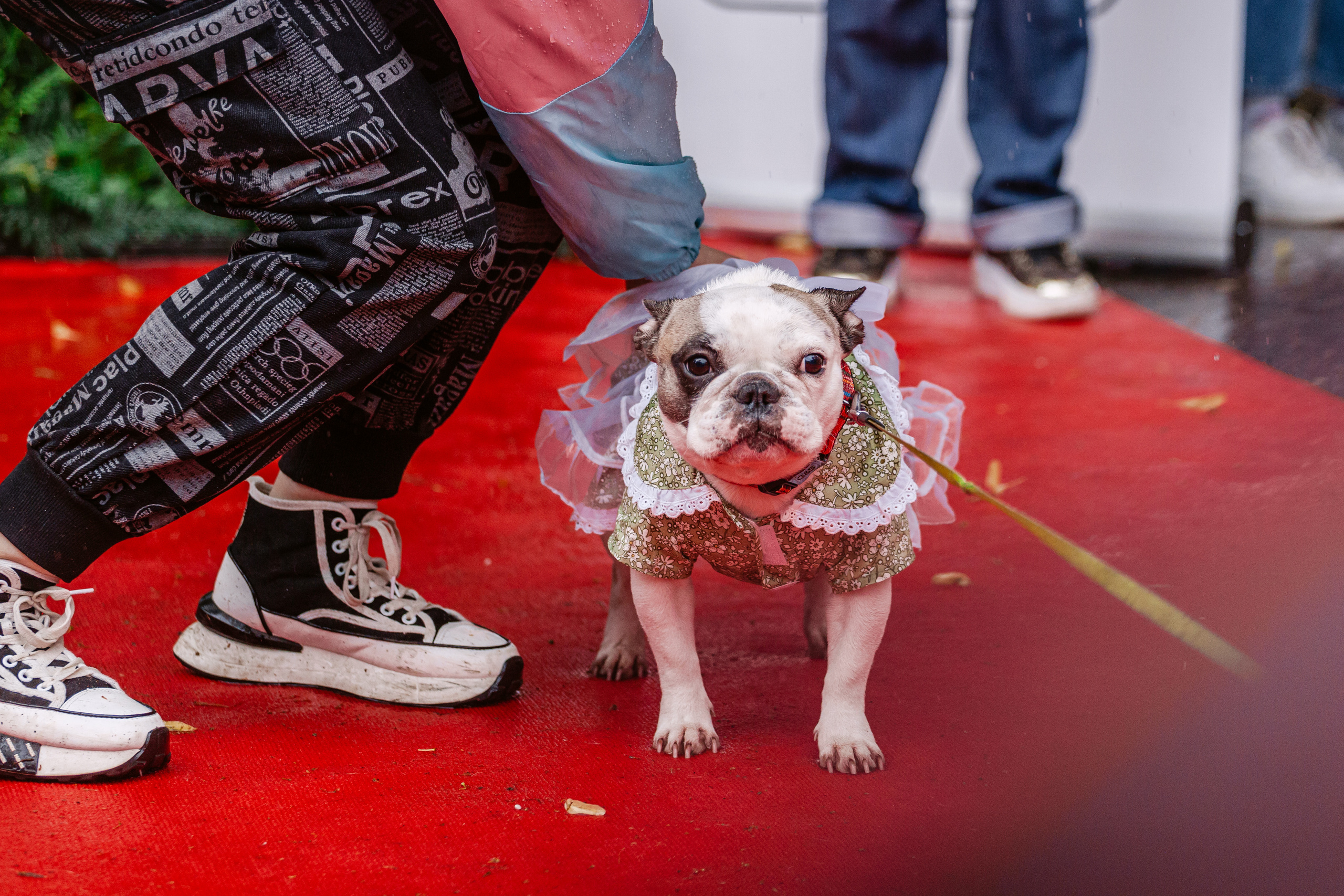 Парад французских бульдогов 15.07.2023. Фотограф-анималист Татьяна Степанова