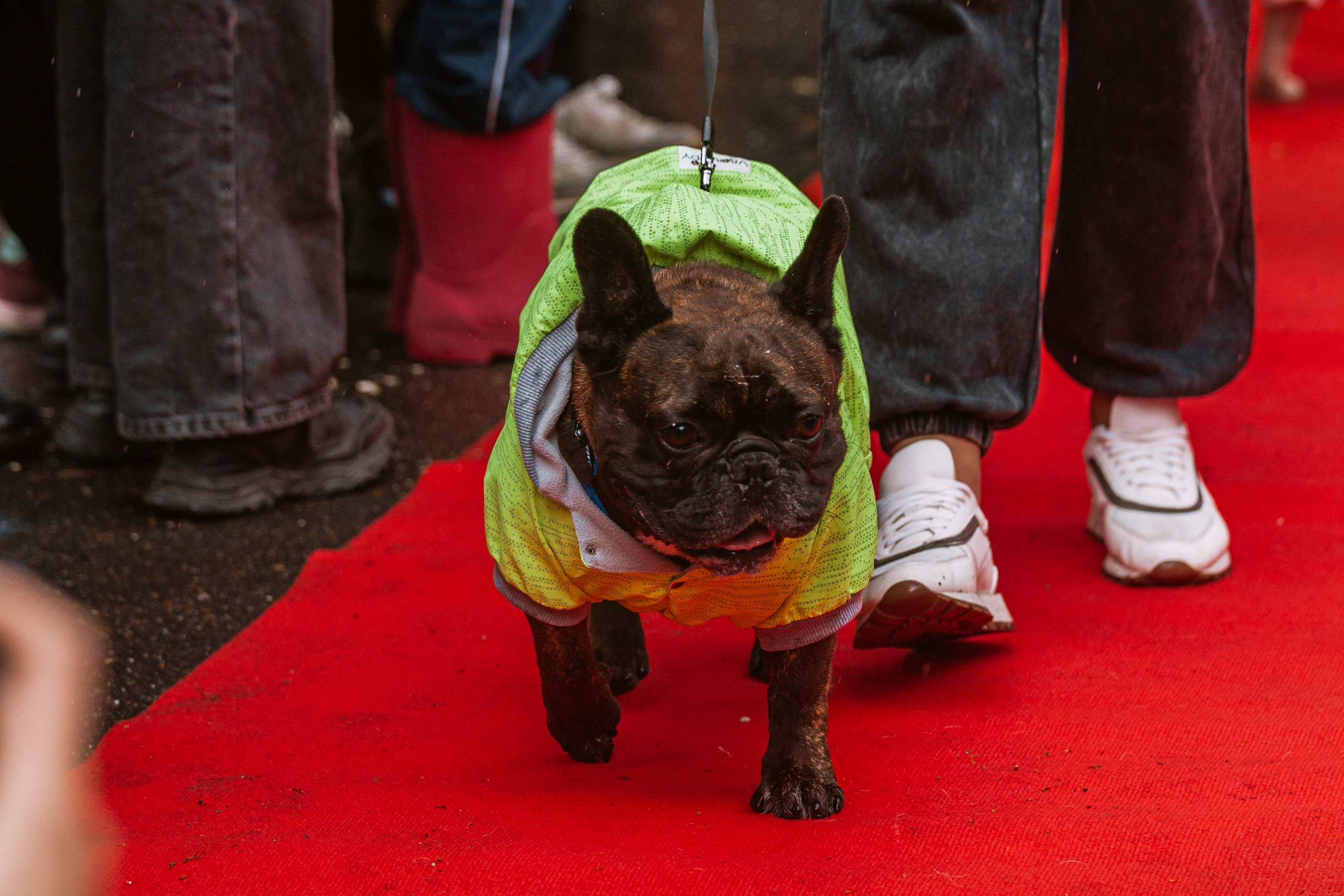 Парад французских бульдогов 15.07.2023. Фотограф-анималист Татьяна Степанова