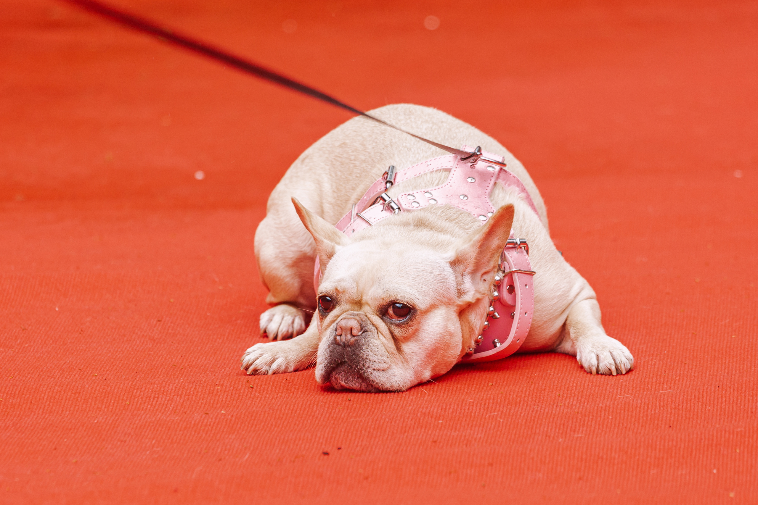 Парад французских бульдогов 15.07.2023. Фотограф-анималист Татьяна Степанова