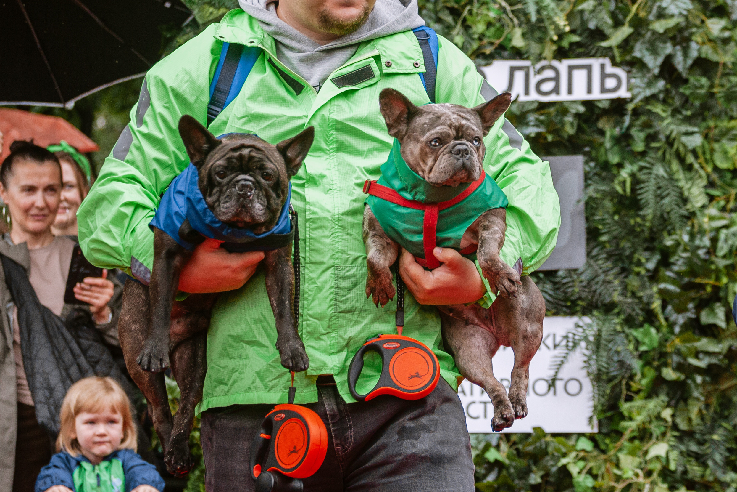 Парад французских бульдогов 15.07.2023. Фотограф-анималист Татьяна Степанова