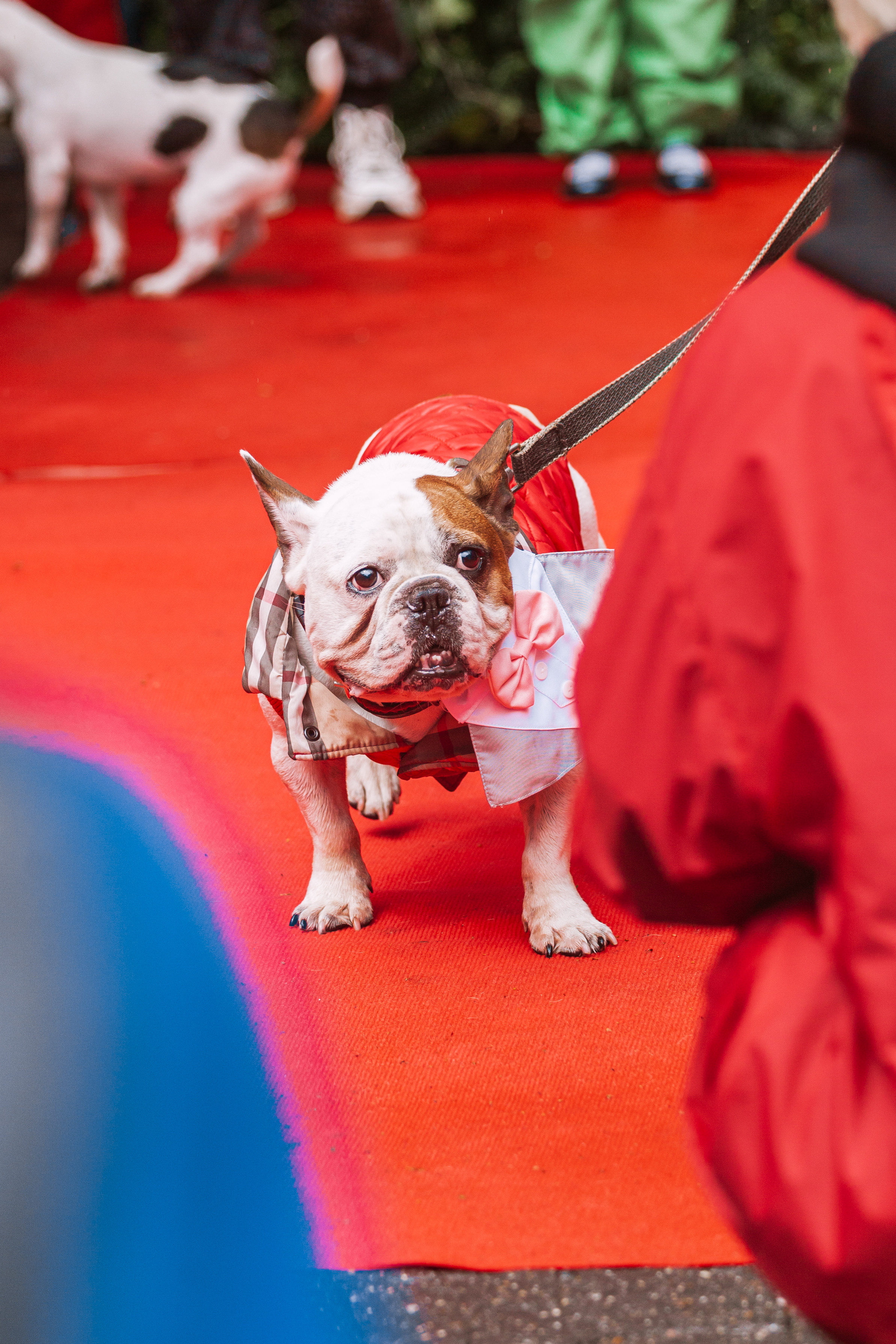 Парад французских бульдогов 15.07.2023. Фотограф-анималист Татьяна Степанова