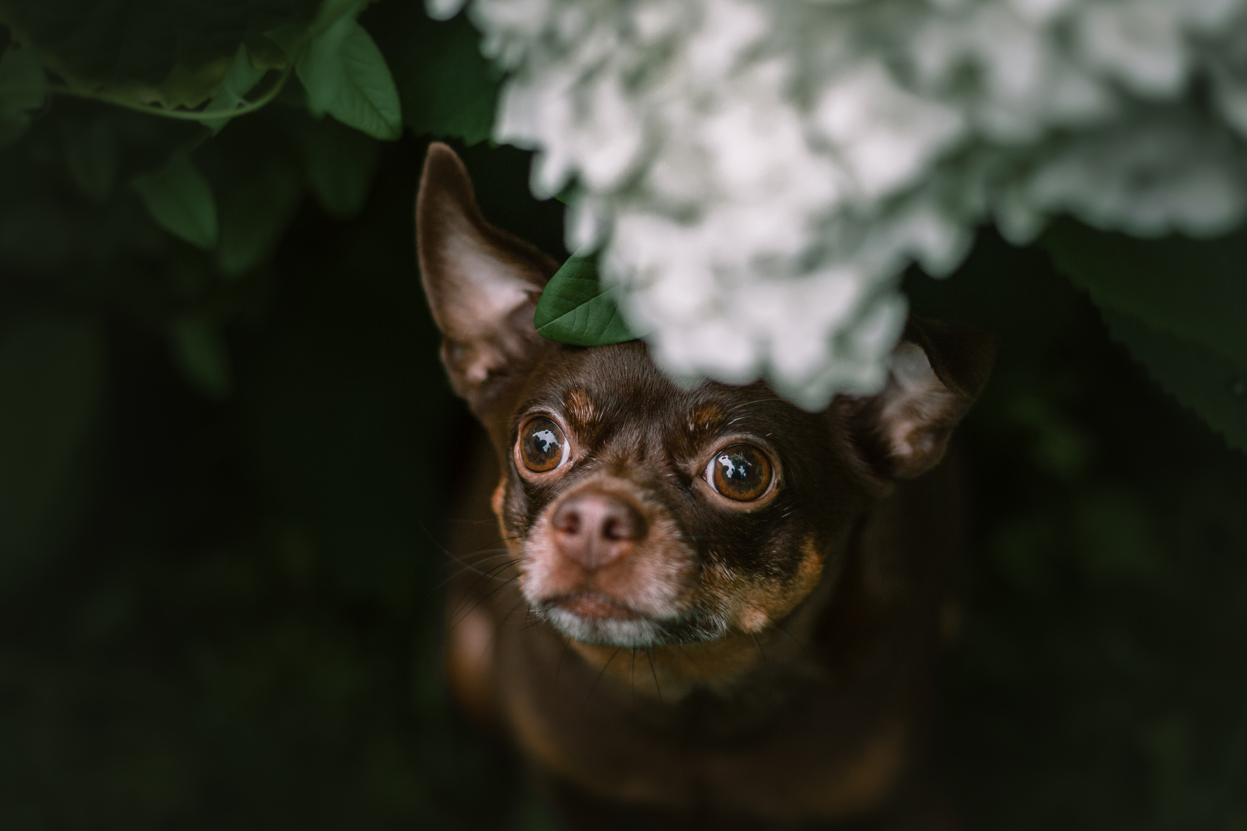 Юля и Леонид. Фотограф-анималист Татьяна Степанова