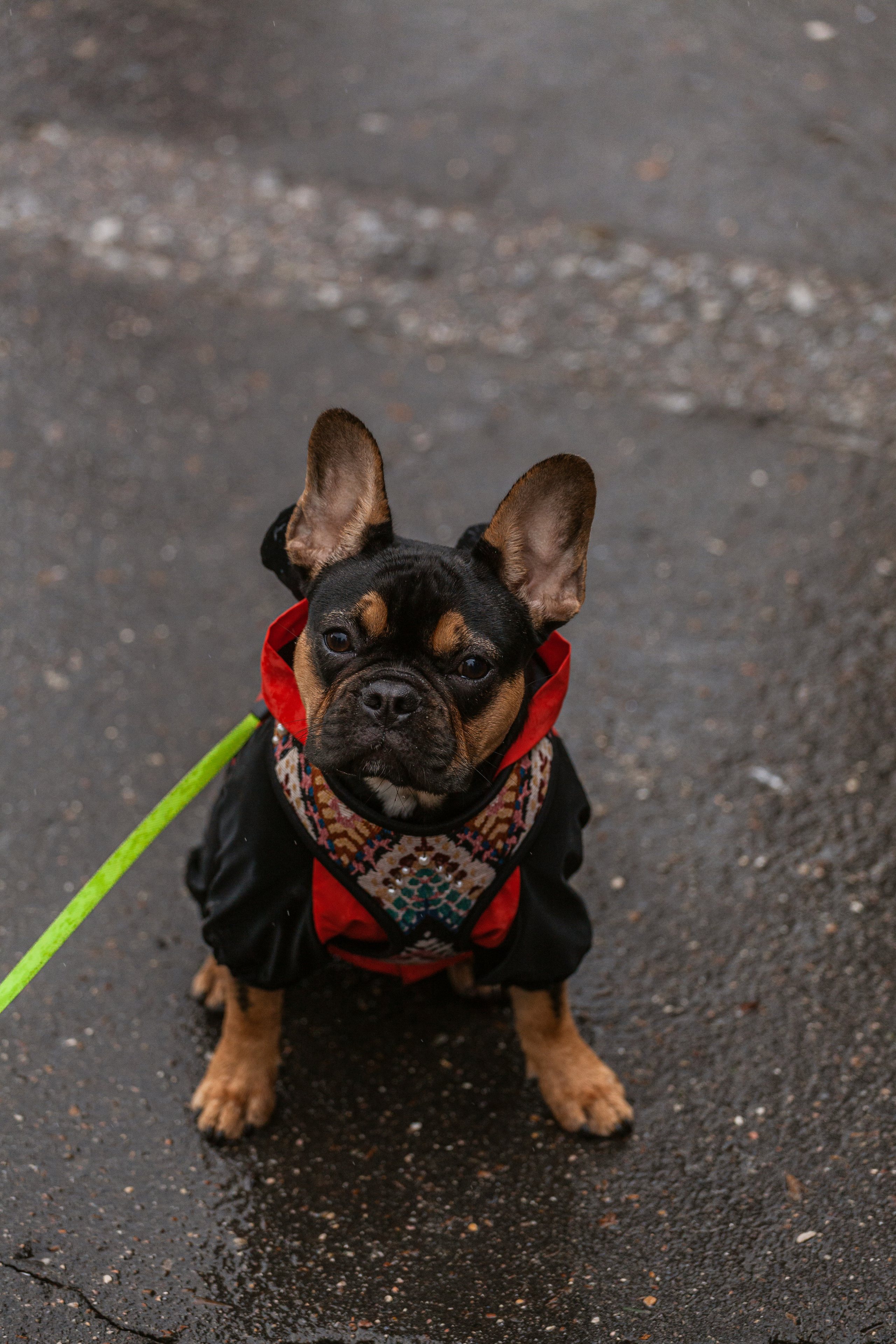 Парад французских бульдогов 15.07.2023. Фотограф-анималист Татьяна Степанова