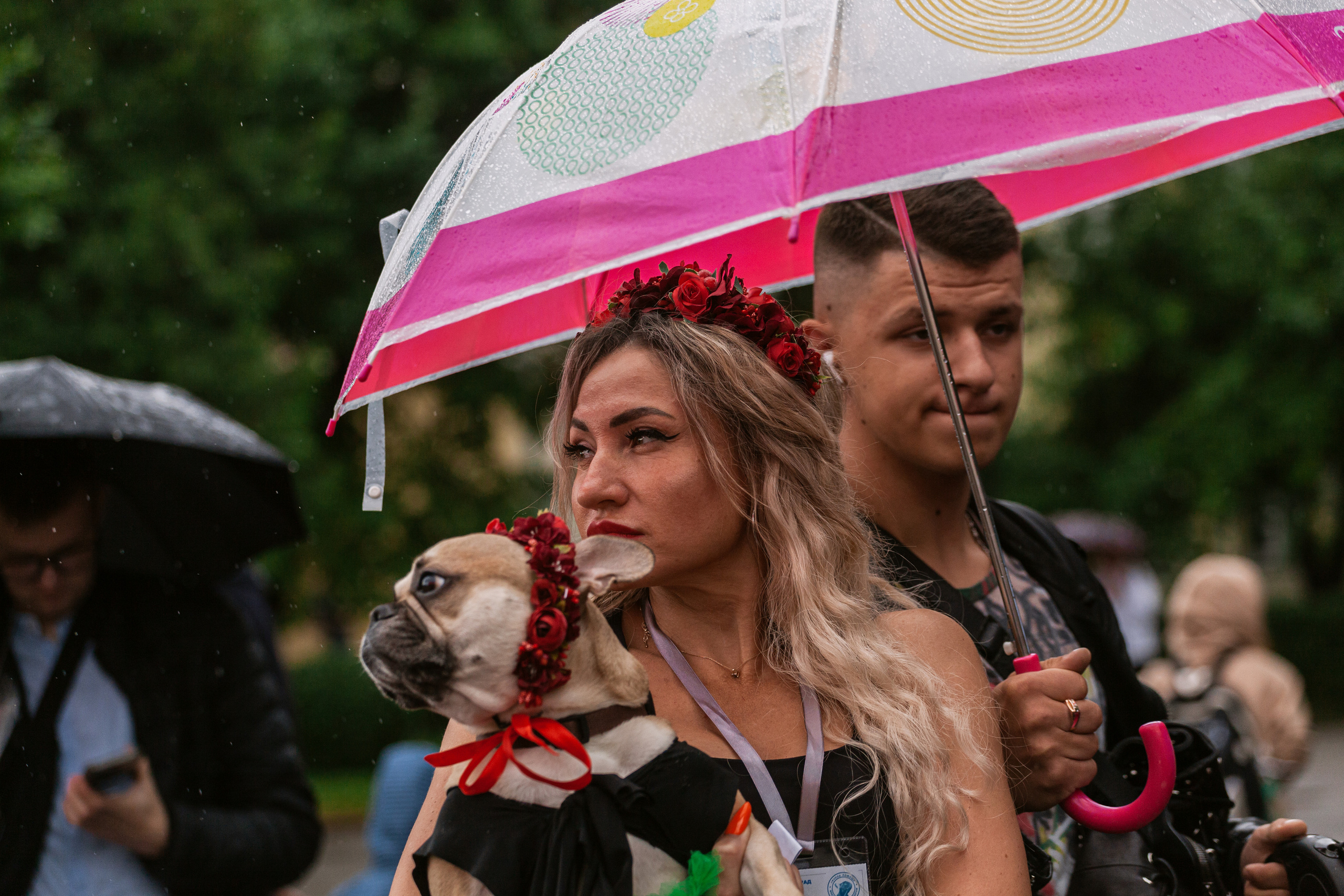 Парад французских бульдогов 15.07.2023. Фотограф-анималист Татьяна Степанова