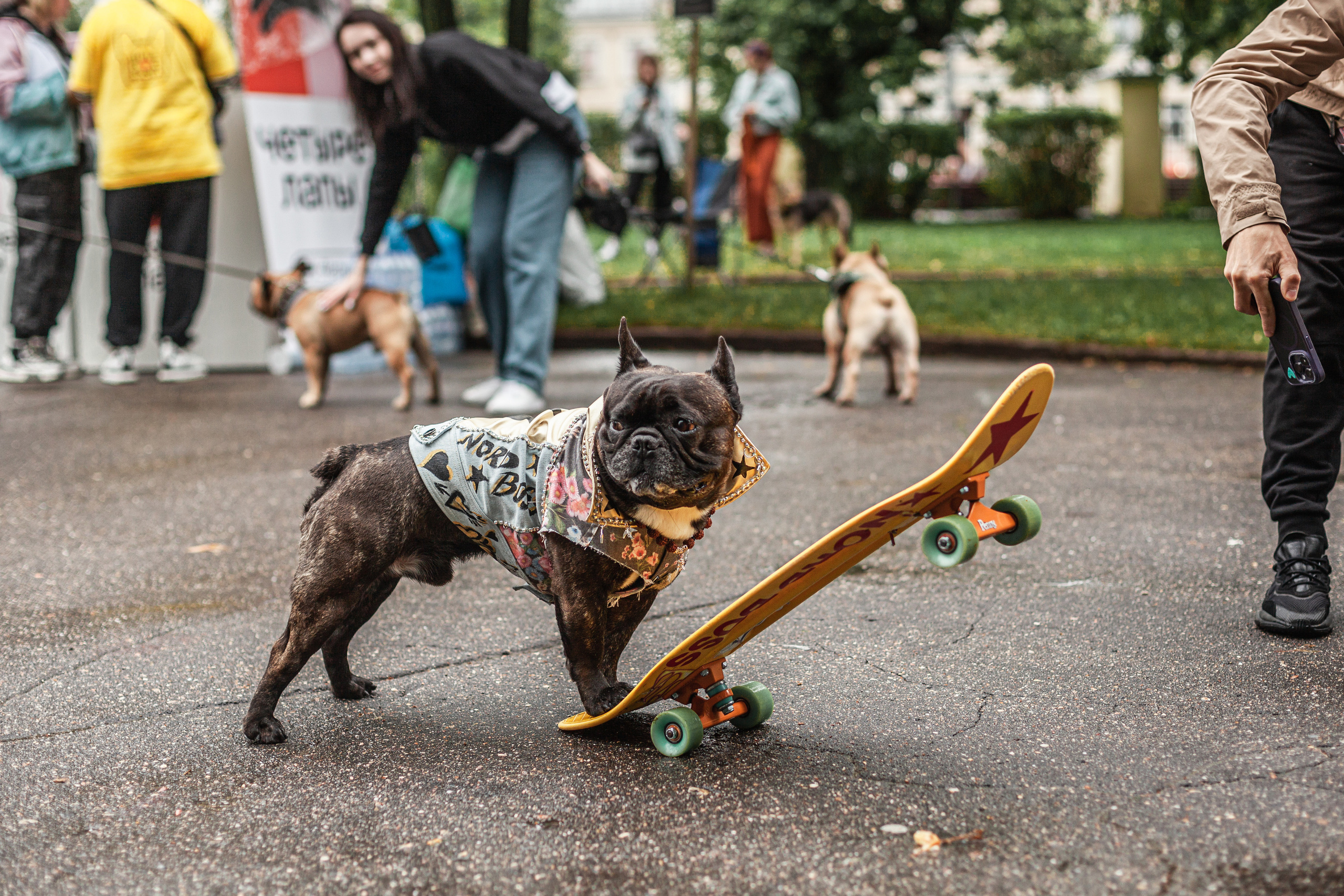 Парад французских бульдогов 15.07.2023. Фотограф-анималист Татьяна Степанова