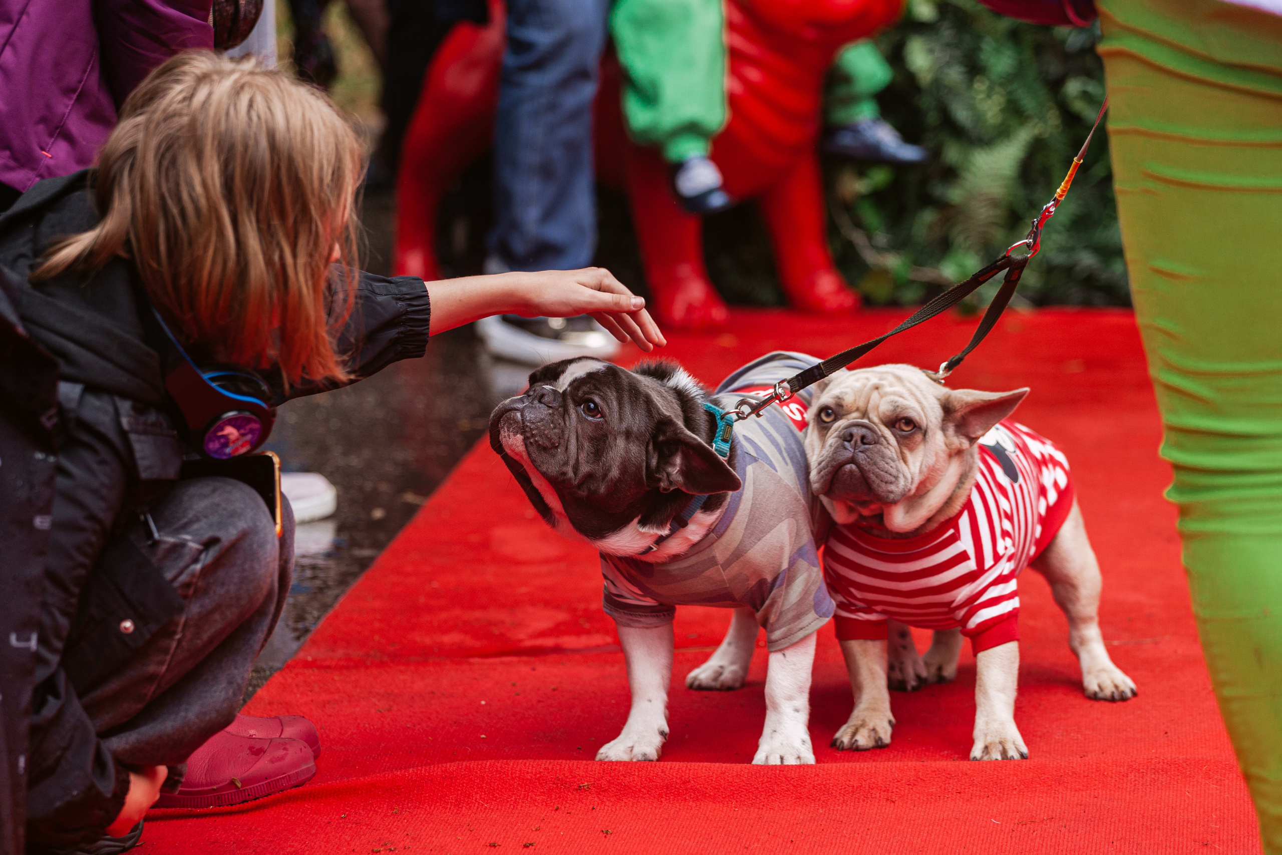 Парад французских бульдогов 15.07.2023. Фотограф-анималист Татьяна Степанова