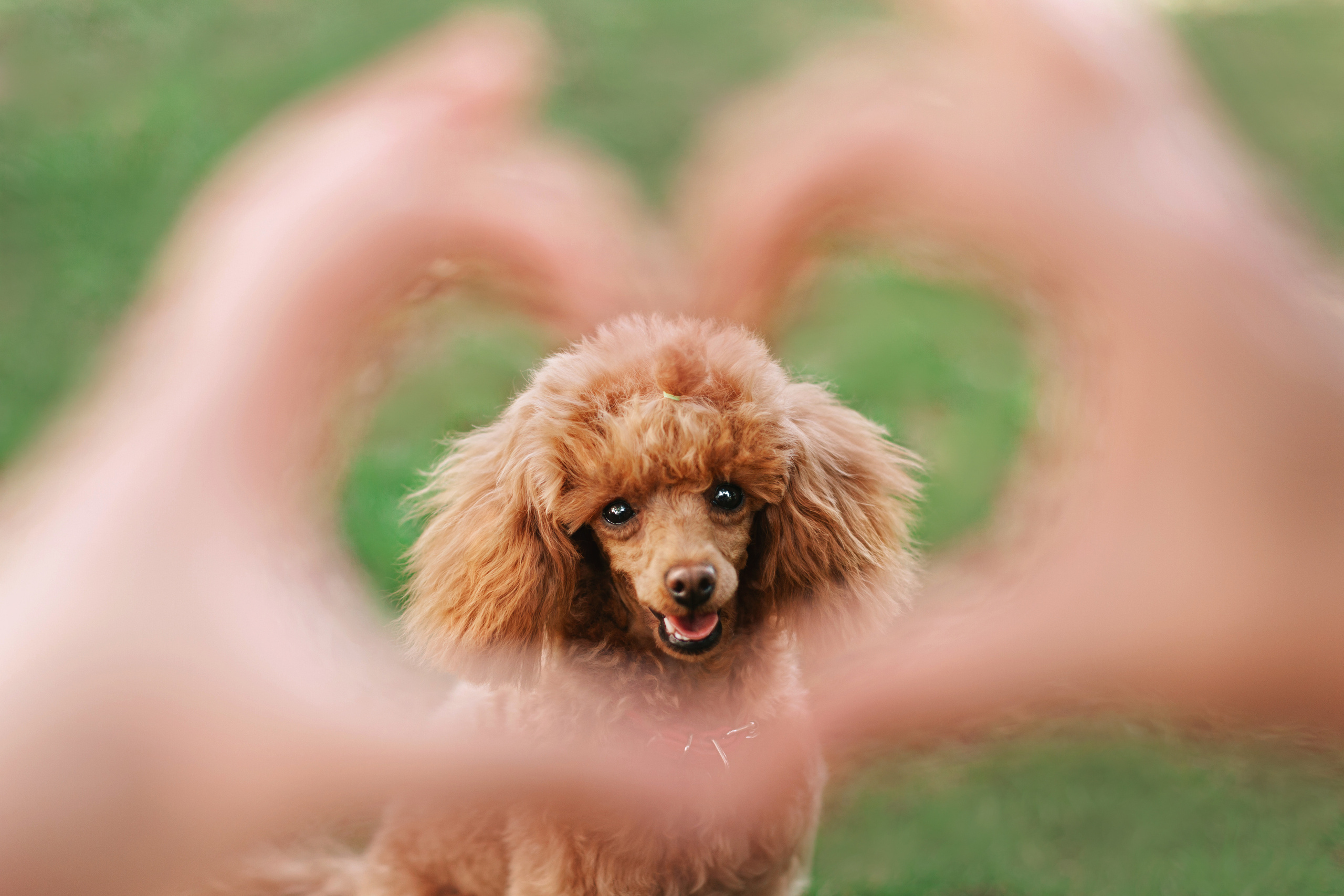 Оля и Ася. Фотограф-анималист Татьяна Степанова