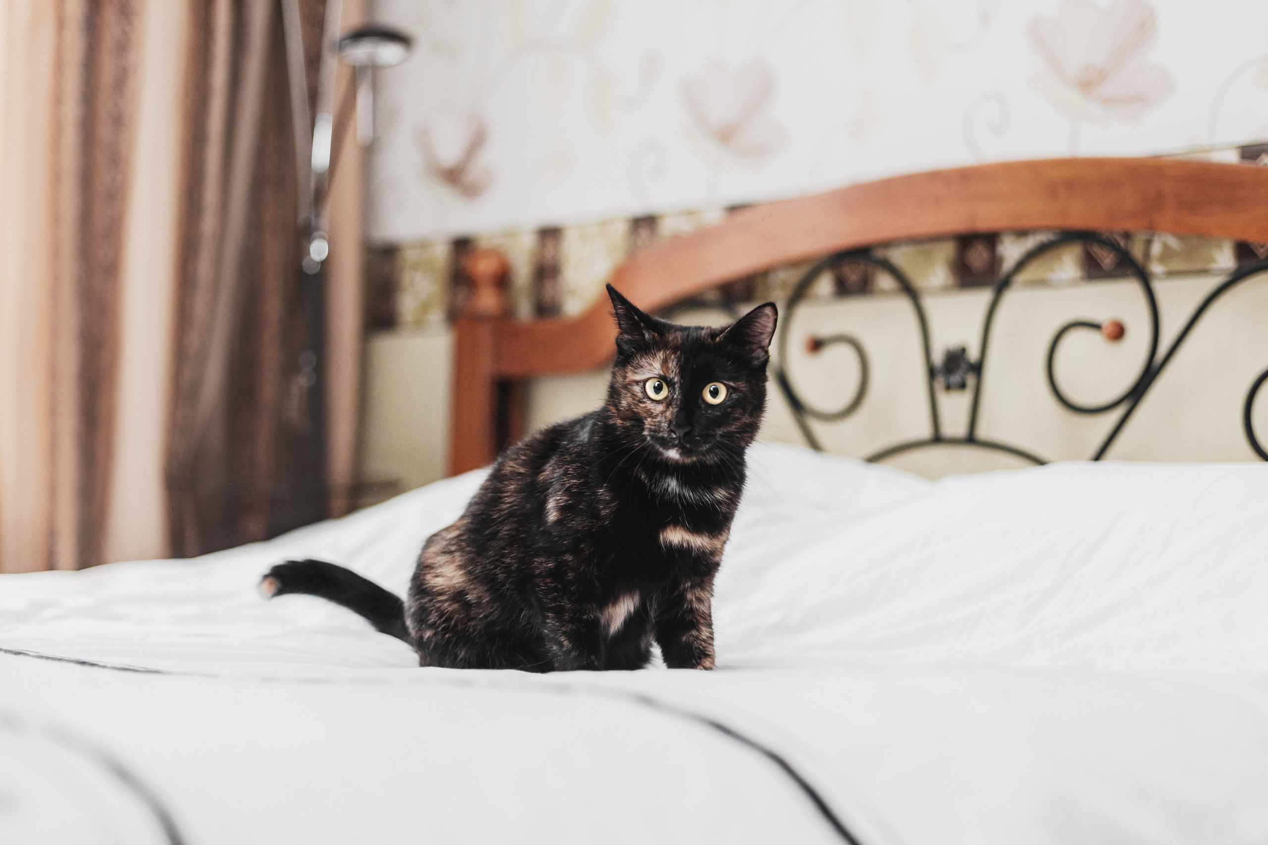 Кошка Черепашка 2023. Фотограф-анималист Татьяна Степанова