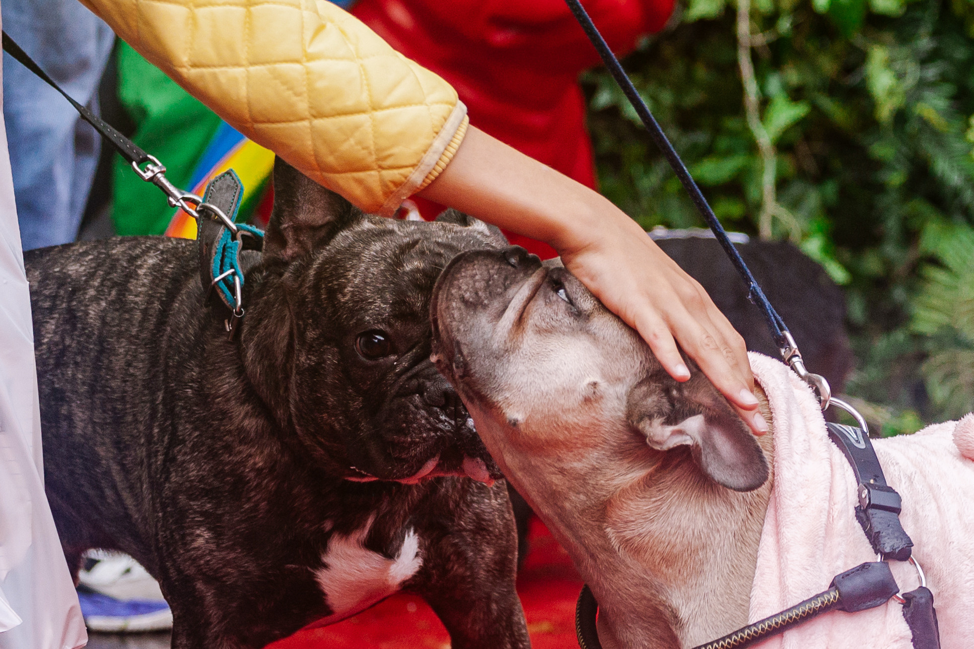 Парад французских бульдогов 15.07.2023. Фотограф-анималист Татьяна Степанова