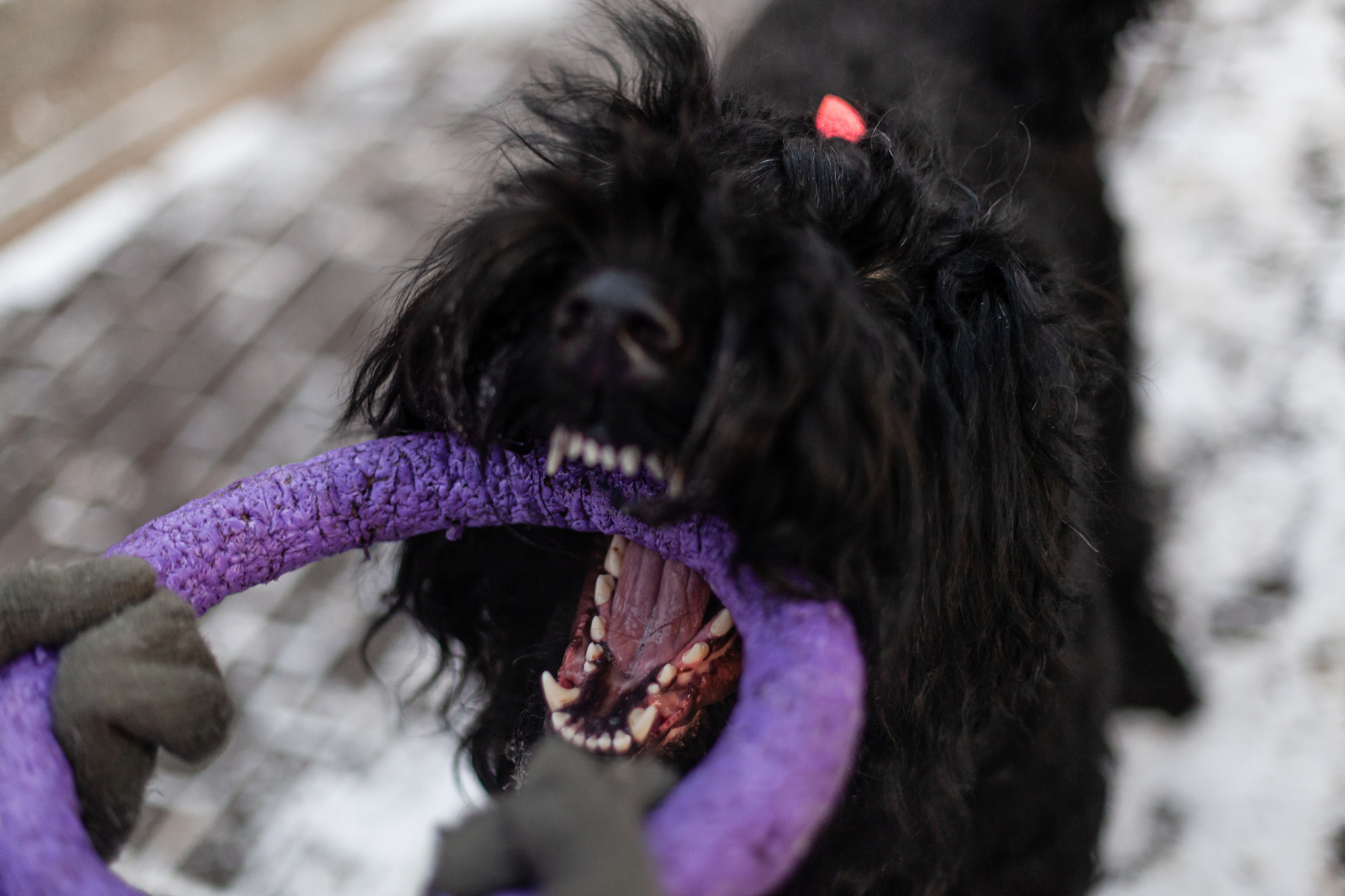 Фотопрогулка завод Арма. Фотограф-анималист Татьяна Степанова