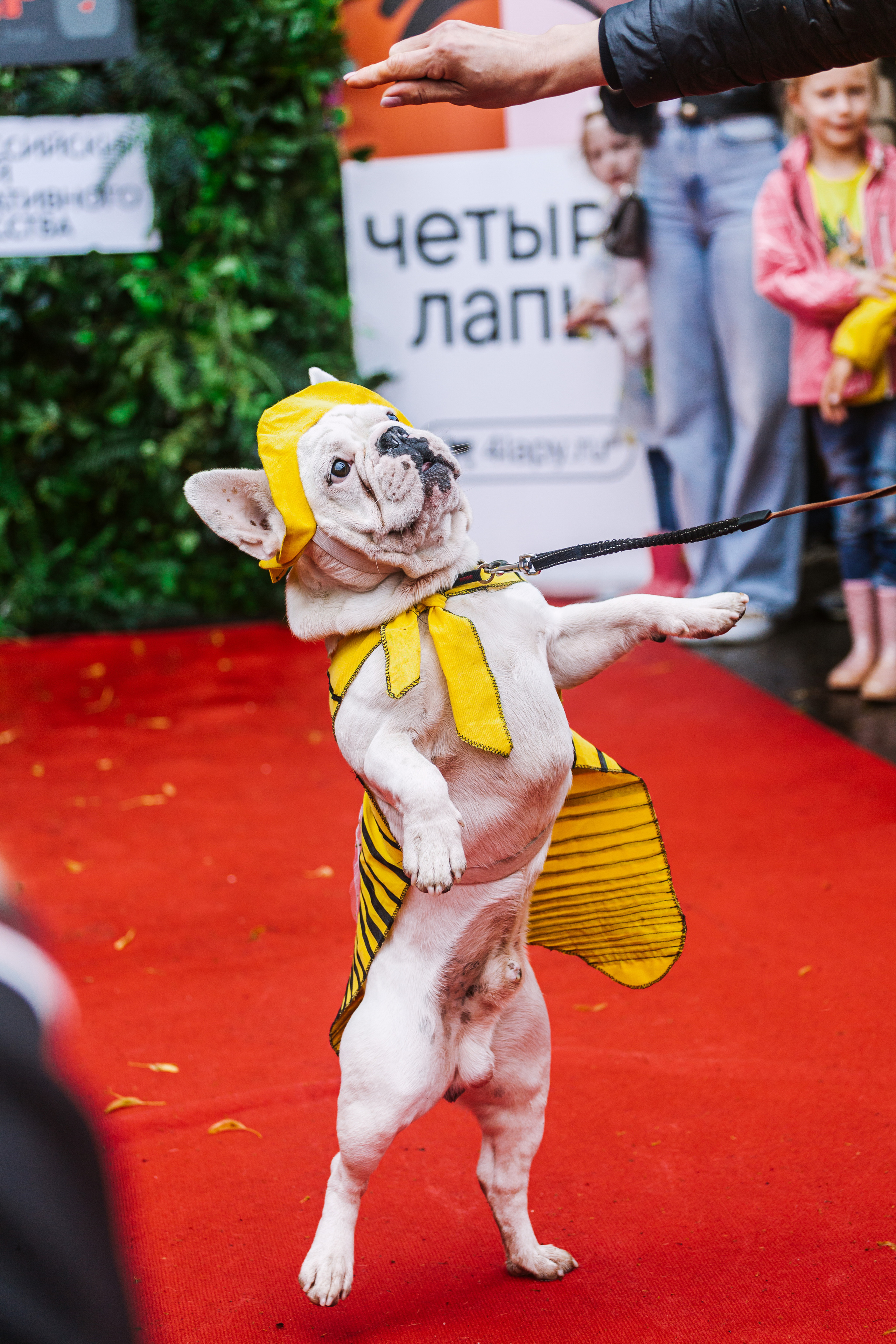 Парад французских бульдогов 15.07.2023. Фотограф-анималист Татьяна Степанова
