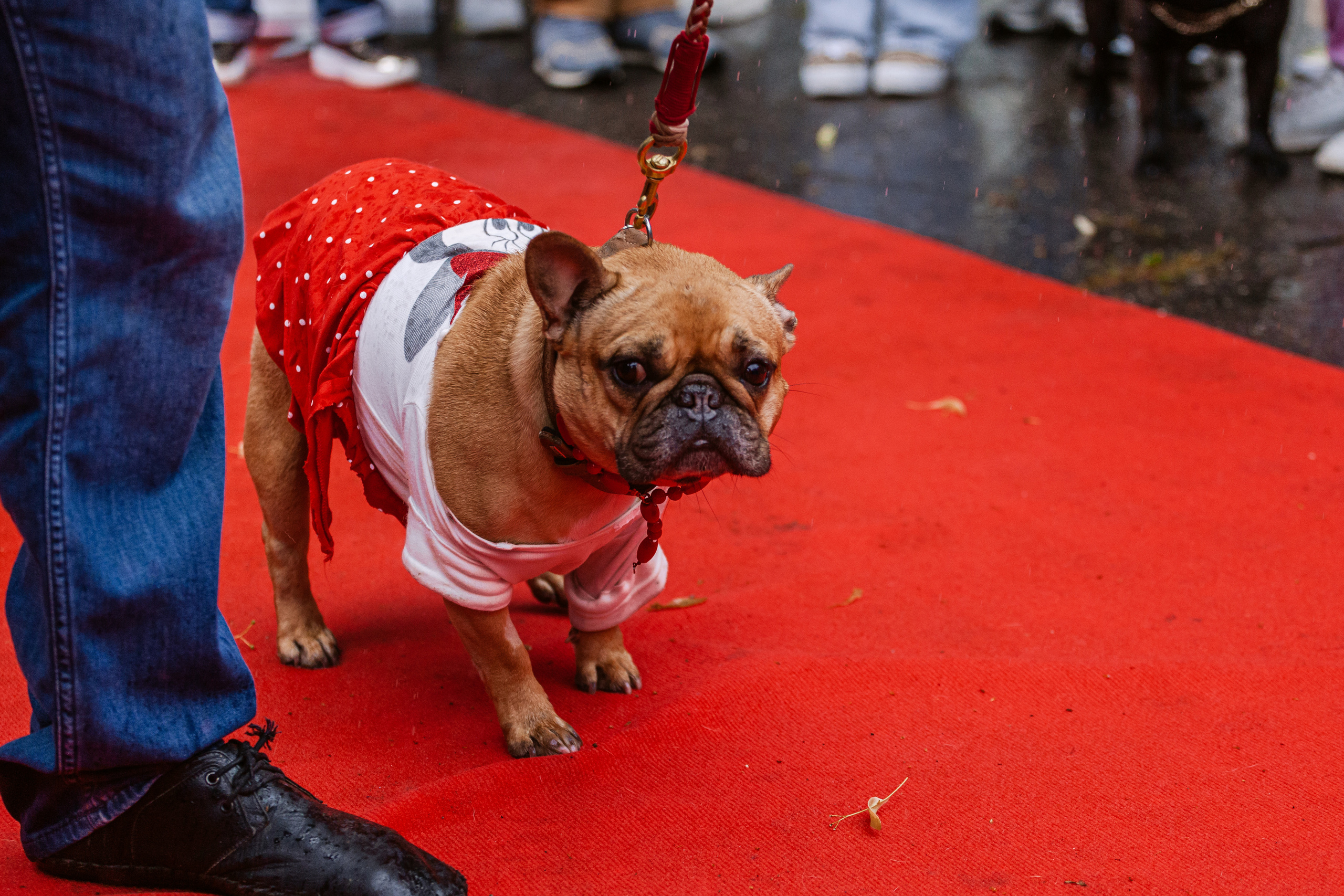 Парад французских бульдогов 15.07.2023. Фотограф-анималист Татьяна Степанова