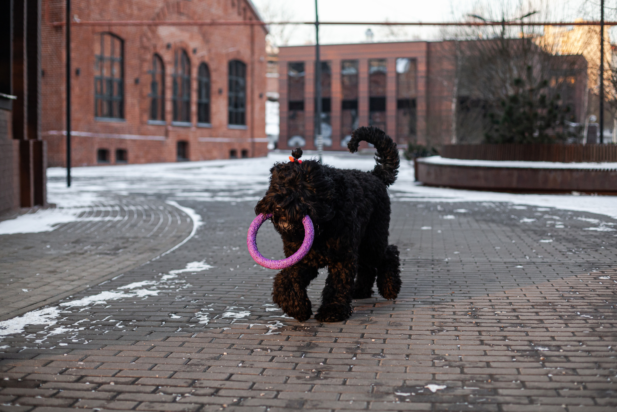 Фотопрогулка завод Арма. Фотограф-анималист Татьяна Степанова