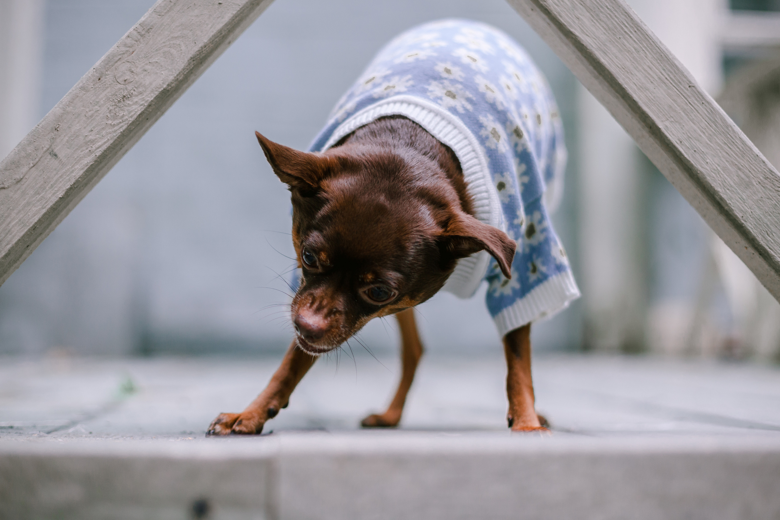 Юля и Леонид. Фотограф-анималист Татьяна Степанова