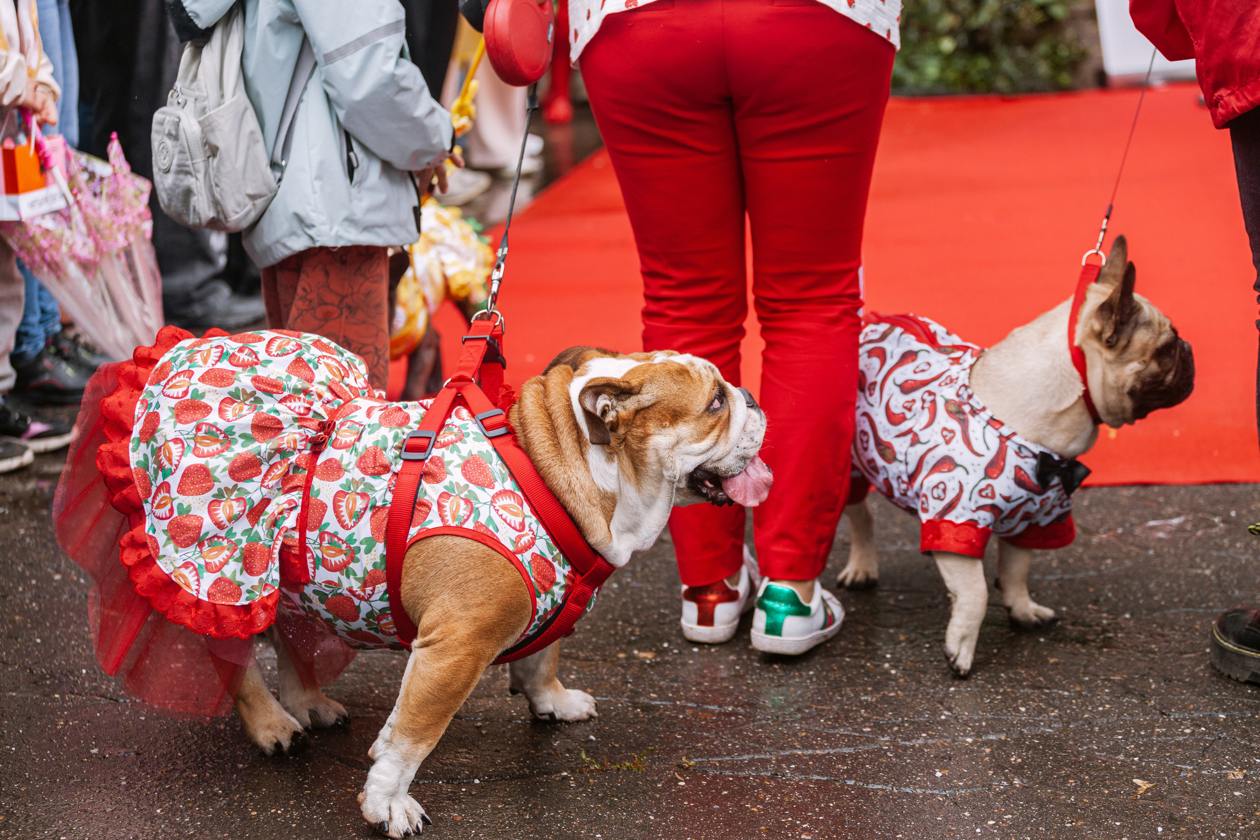 Парад французских бульдогов 15.07.2023. Фотограф-анималист Татьяна Степанова