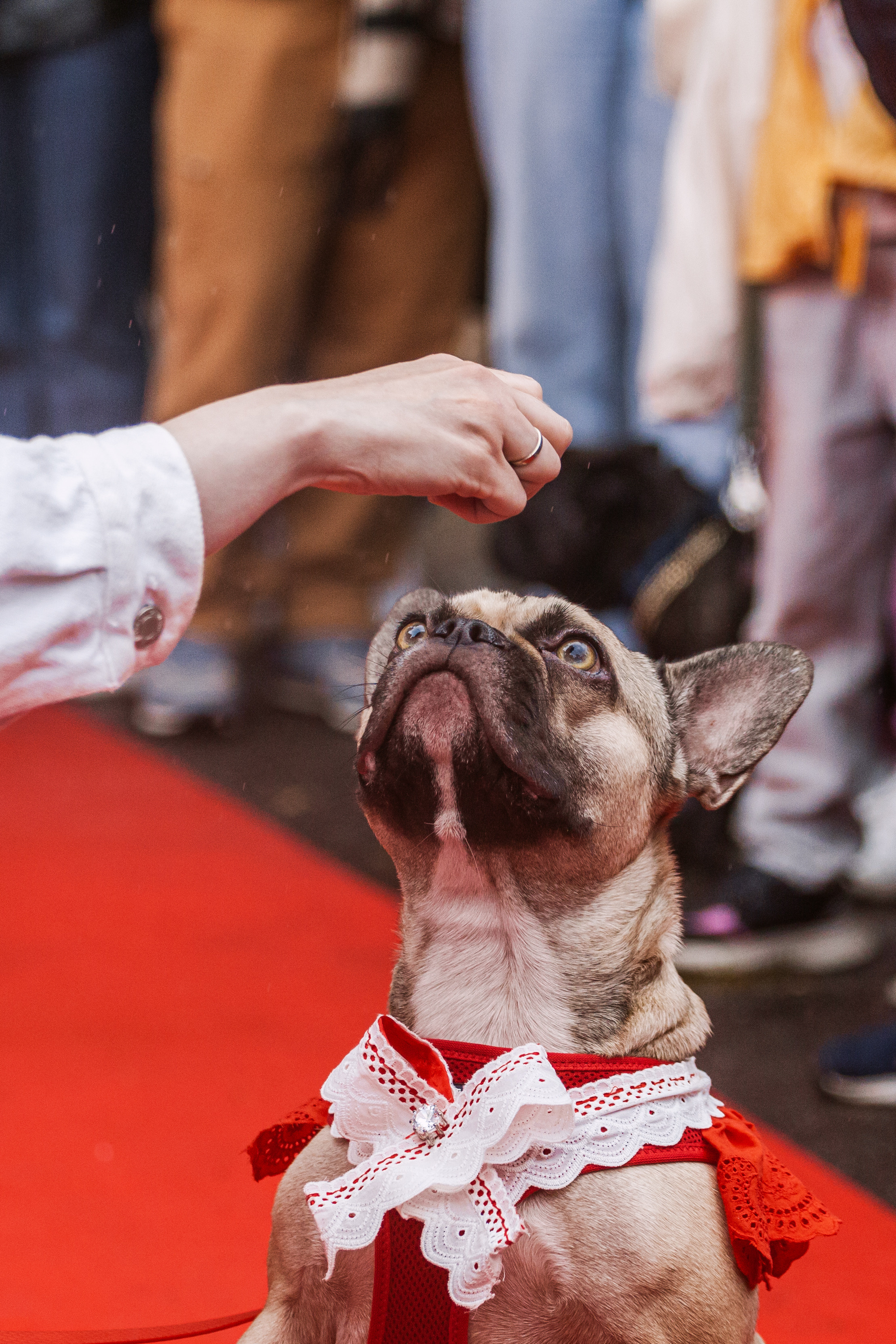 Парад французских бульдогов 15.07.2023. Фотограф-анималист Татьяна Степанова