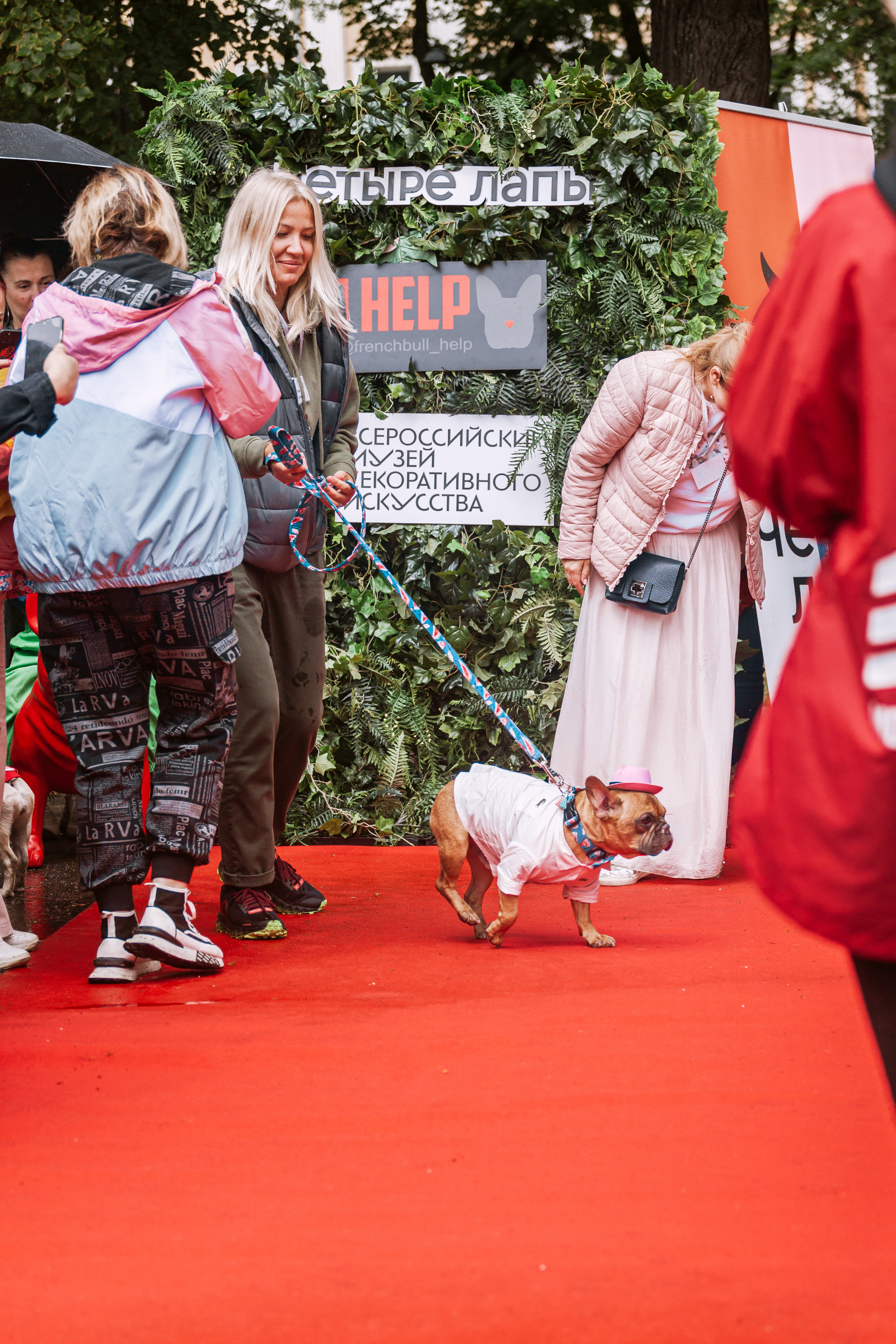 Парад французских бульдогов 15.07.2023. Фотограф-анималист Татьяна Степанова