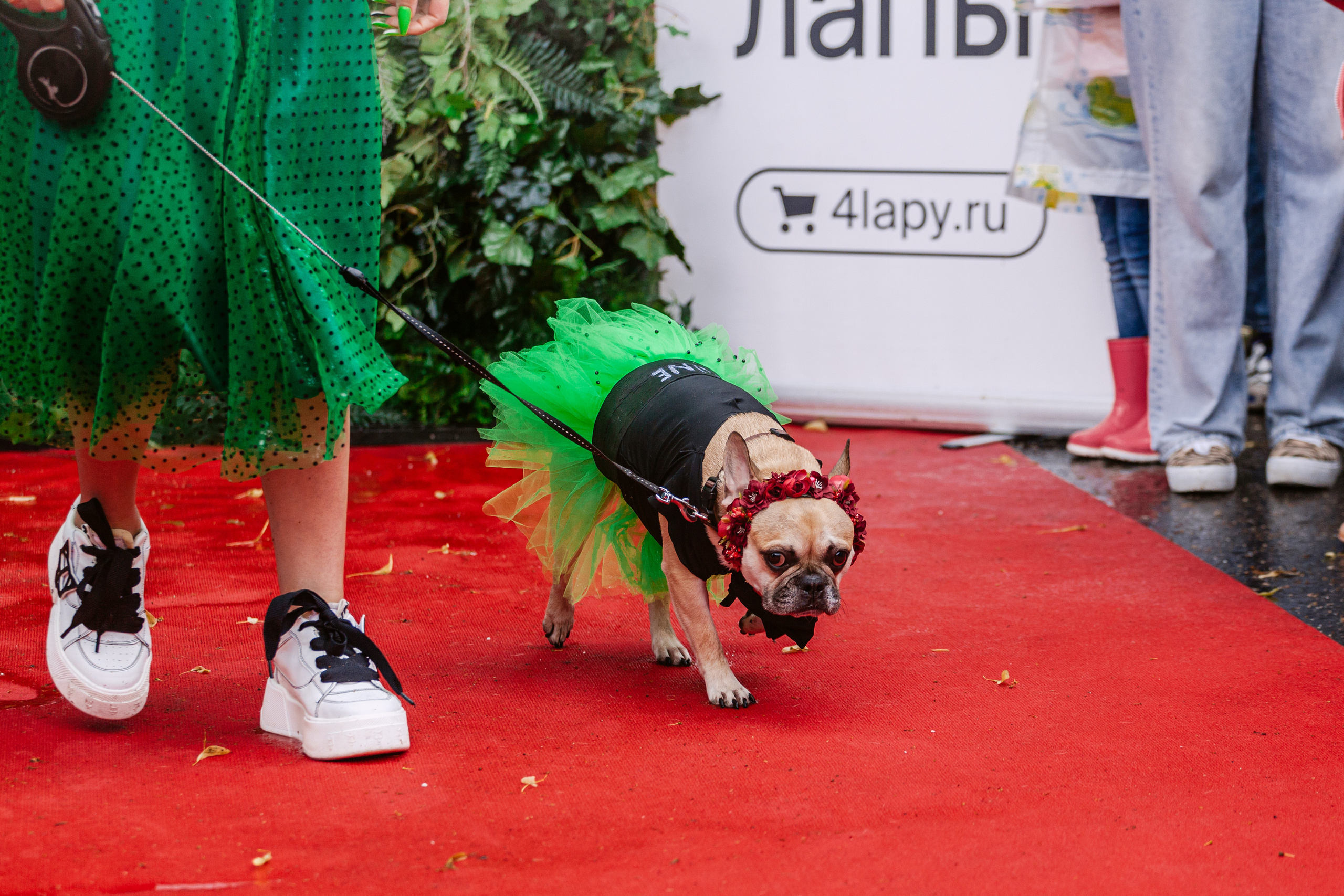 Парад французских бульдогов 15.07.2023. Фотограф-анималист Татьяна Степанова