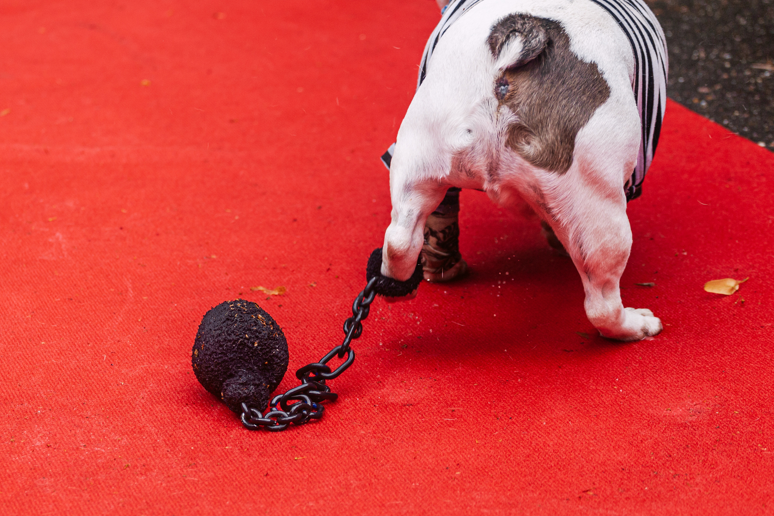 Парад французских бульдогов 15.07.2023. Фотограф-анималист Татьяна Степанова