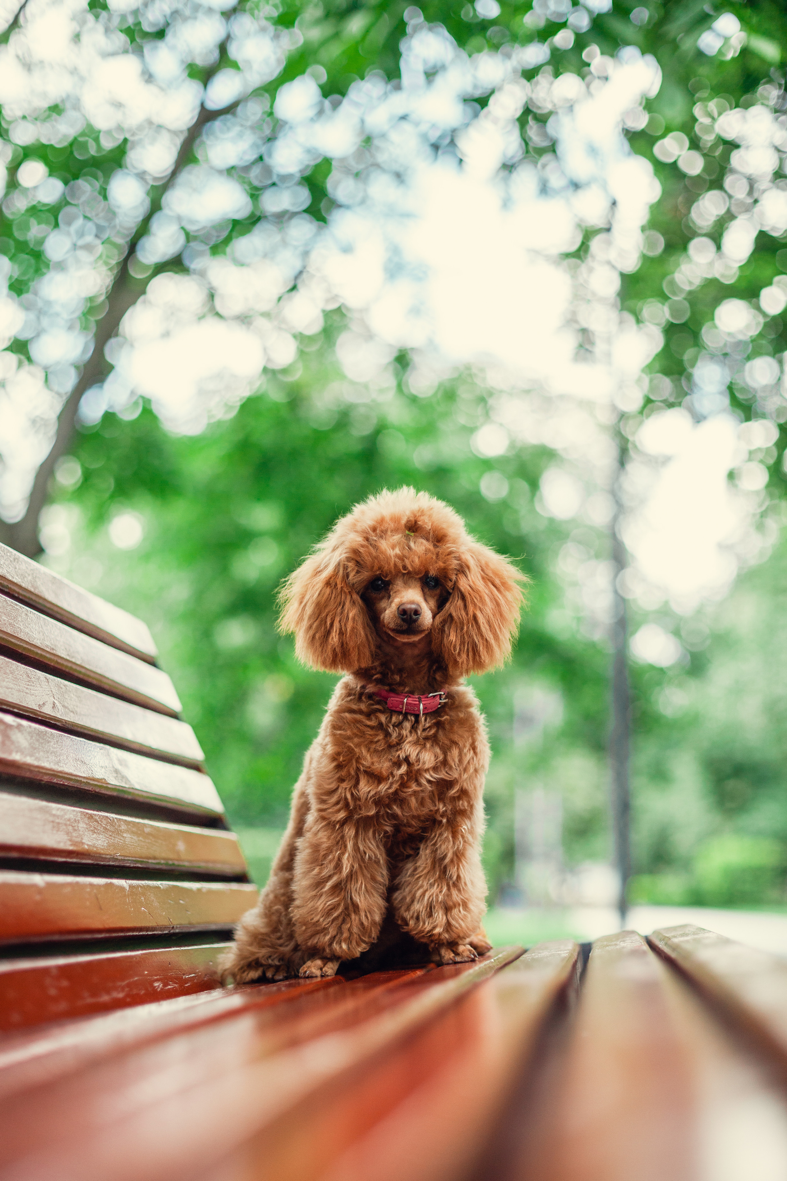 Оля и Ася. Фотограф-анималист Татьяна Степанова
