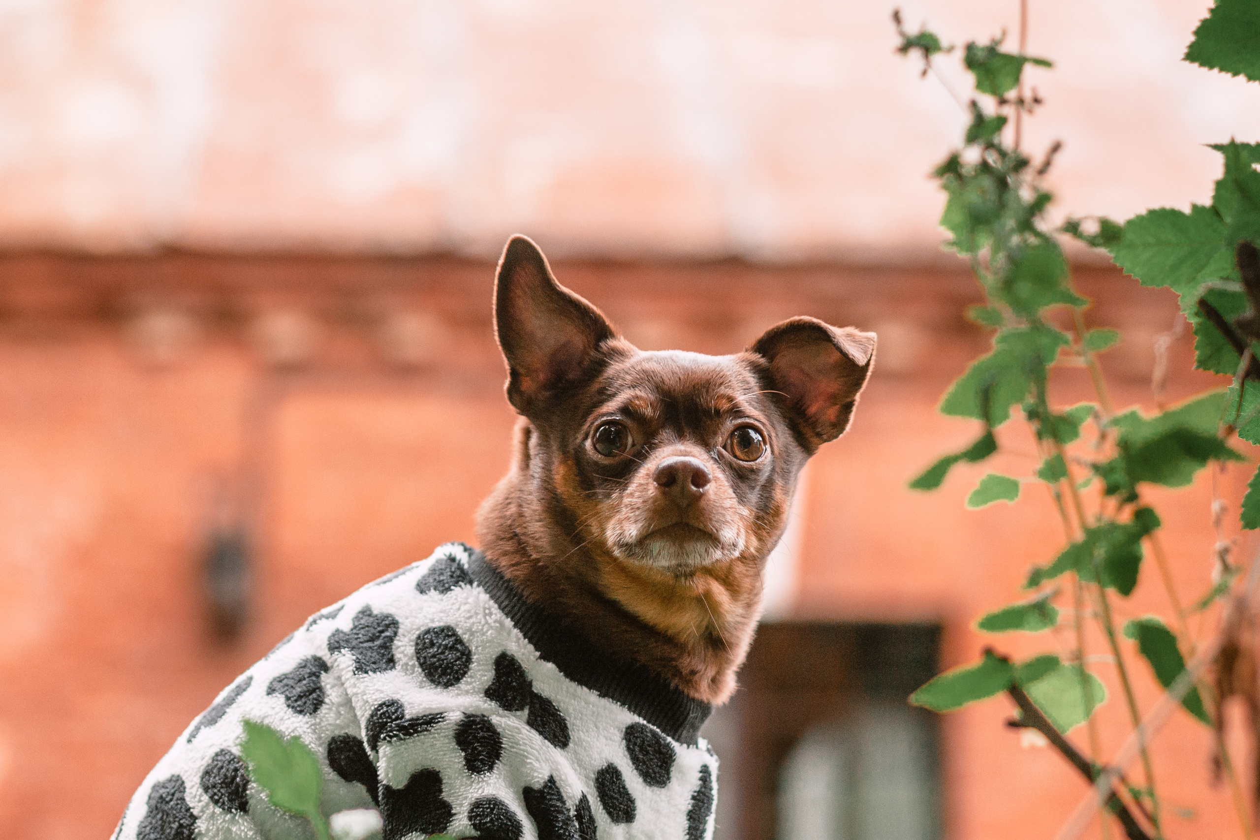 Юля и Леонид. Фотограф-анималист Татьяна Степанова
