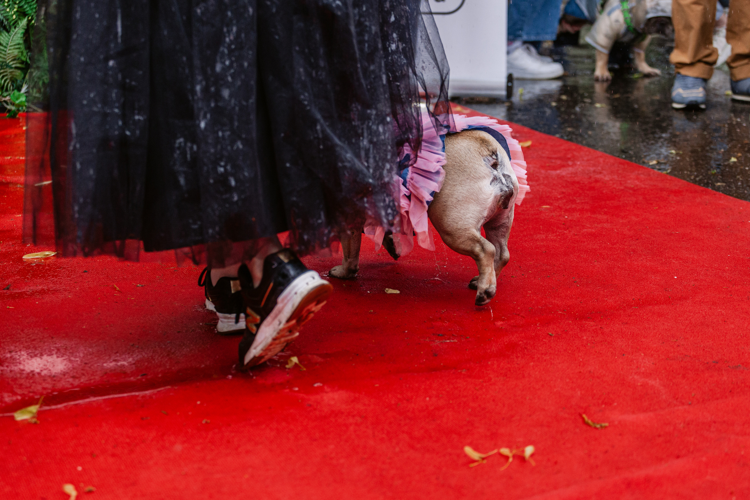 Парад французских бульдогов 15.07.2023. Фотограф-анималист Татьяна Степанова