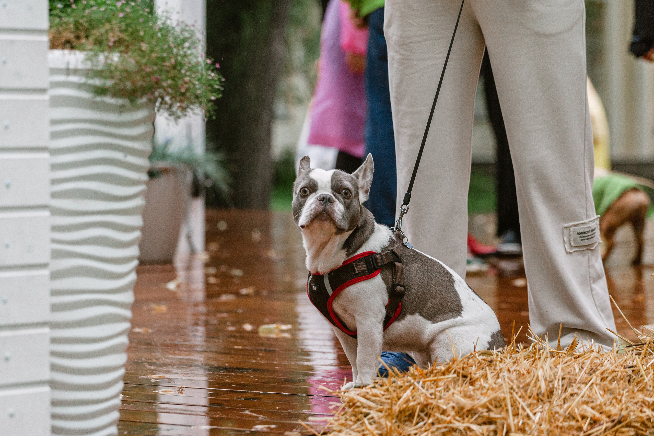 Парад французских бульдогов 15.07.2023. Фотограф-анималист Татьяна Степанова